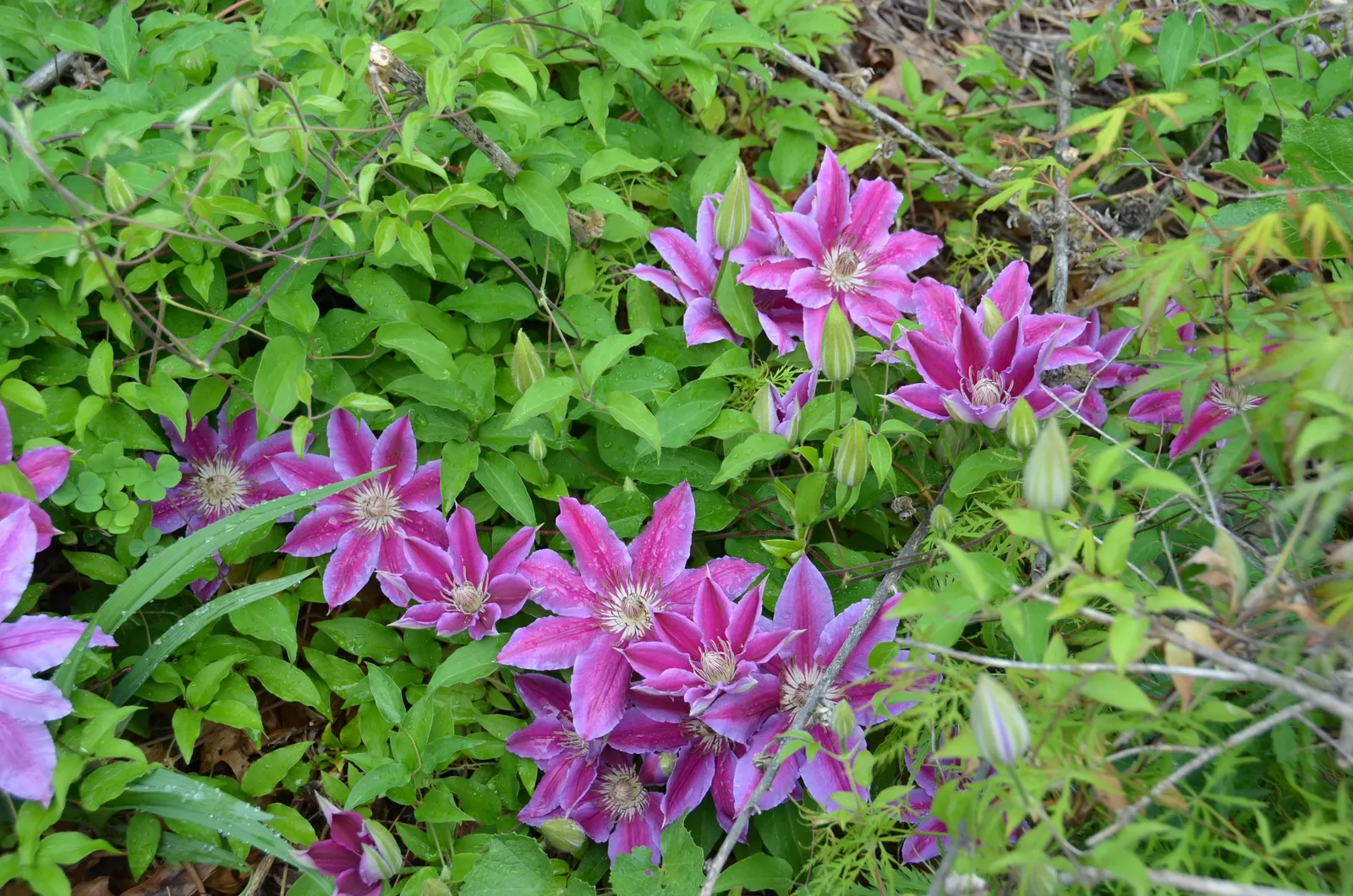 Dr. Ruppel Clematis (Clematis 'Dr. Ruppel') — Ideal for trellises or arches