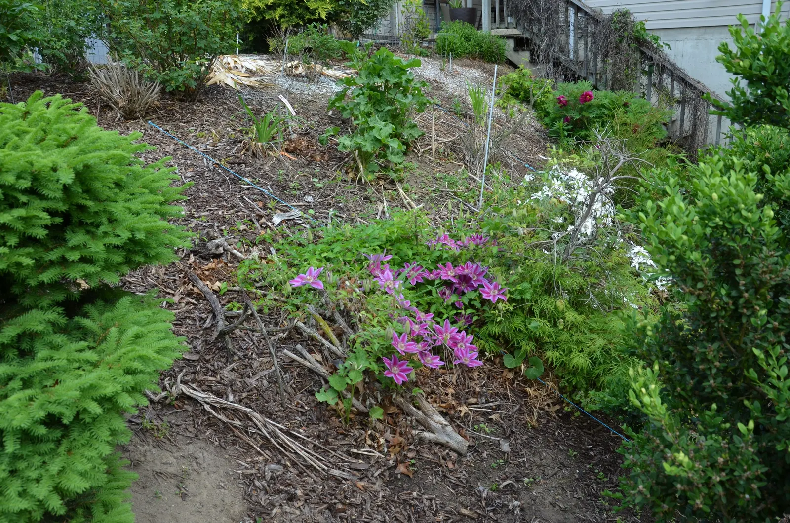 Dr. Ruppel Clematis (Clematis 'Dr. Ruppel') — it is often utilized for creating visual interest on trellises