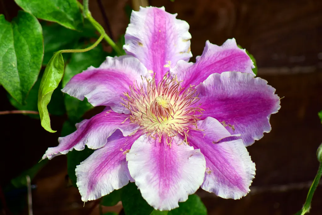 Dr. Ruppel Clematis (Clematis 'Dr. Ruppel') — This vigorous climber reaches heights of 6-10 feet and prefers well-drained soil in full sun to partial shade
