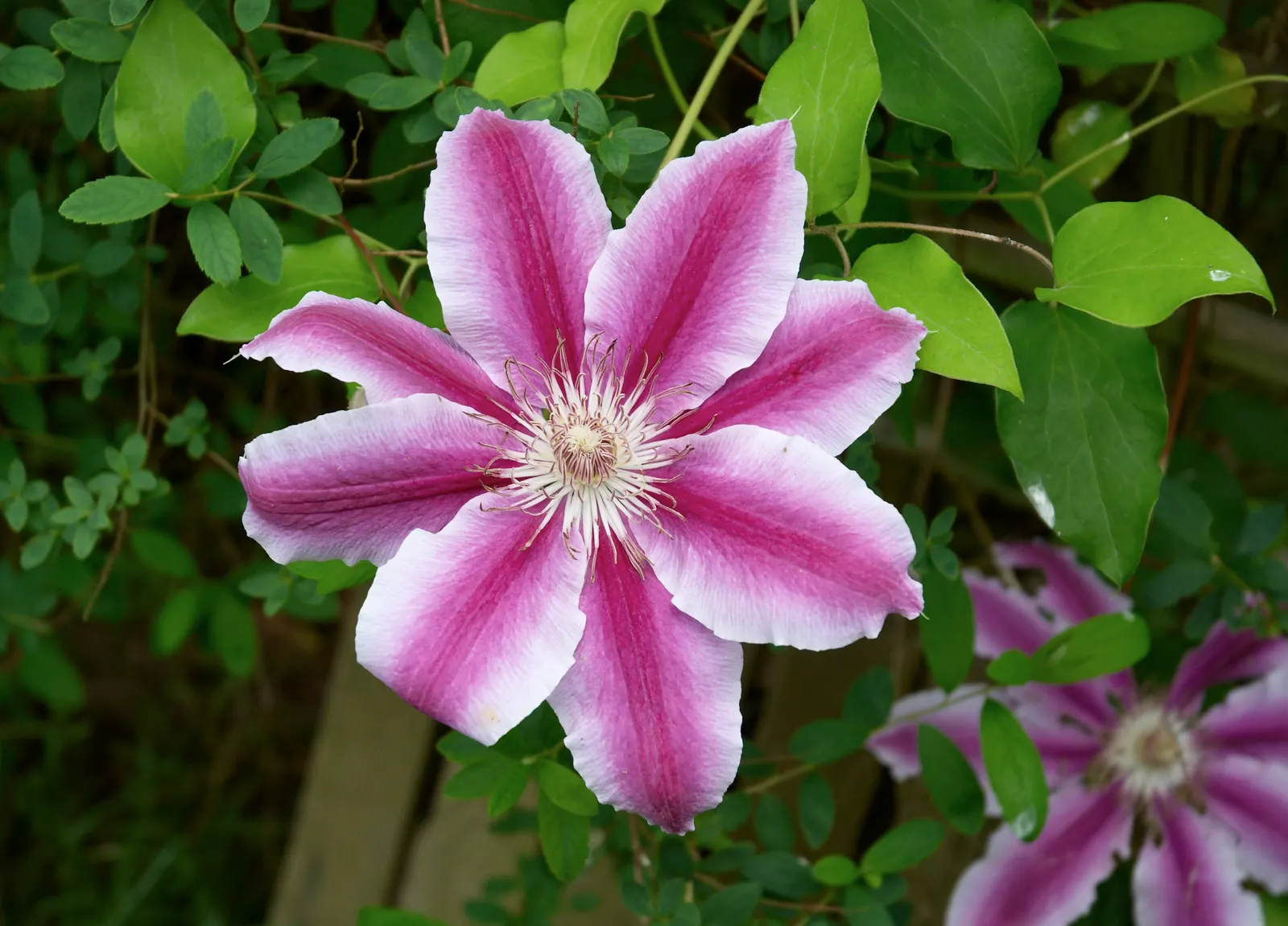 Dr. Ruppel Clematis (Clematis 'Dr. Ruppel') — Ruppel' is a vibrant, early-to-midseason flowering vine