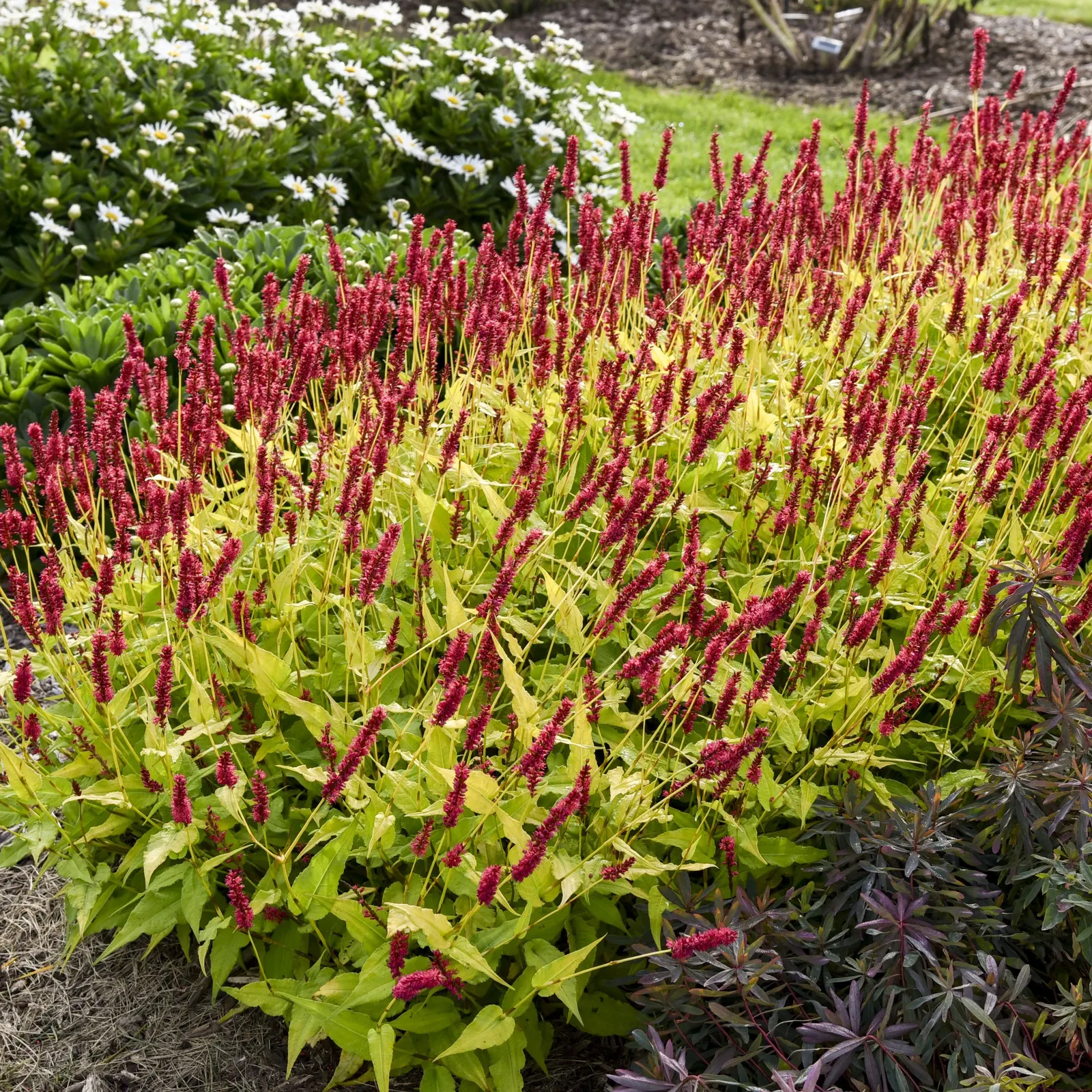 'Glowing Reviews' Mountain Fleece (Persicaria amplexicaulis) — Proven Winners - 'Glowing Reviews' - Mountain Fleece - Persicaria amplexicaulis red cerise red