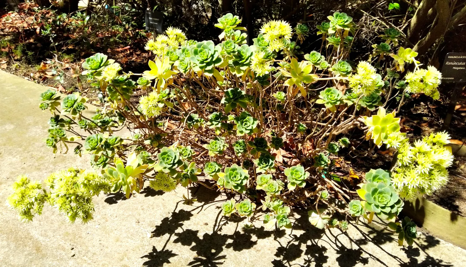 Pinwheel (Aeonium Haworthii) — Perfect for USDA zones 9-11, it thrives in full sun to partial shade; ideal for rock gardens and Mediterranean landscapes