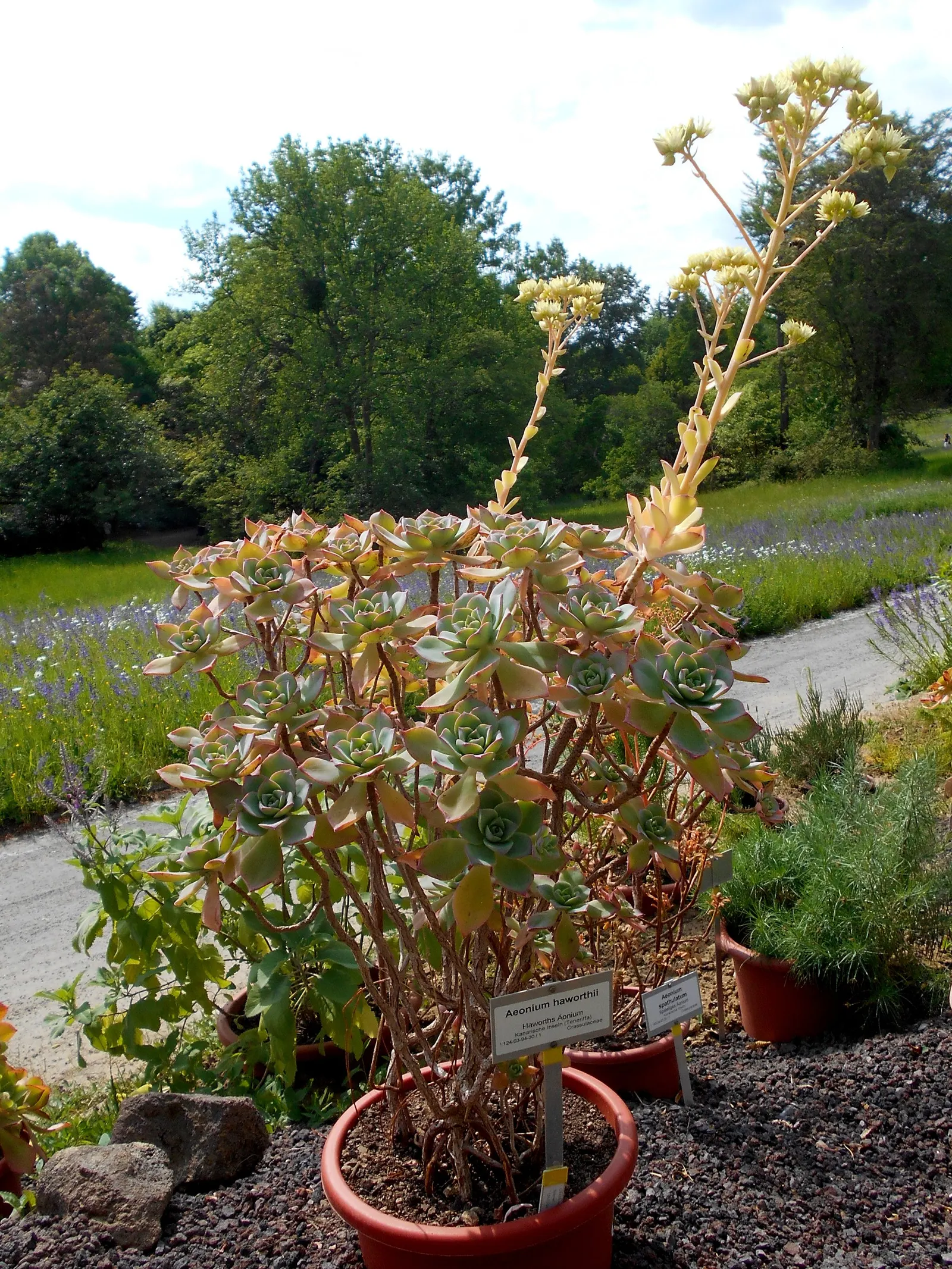 Pinwheel (Aeonium Haworthii) — Perfect for USDA zones 9-11, it thrives in full sun to partial shade; ideal for rock gardens and Mediterranean, image 42