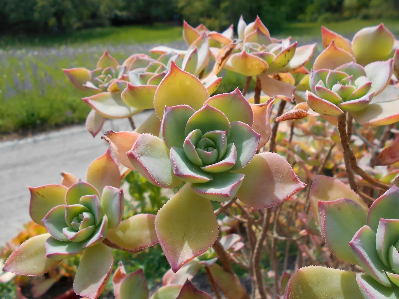 Pinwheel (Aeonium Haworthii) — succulent for full or half