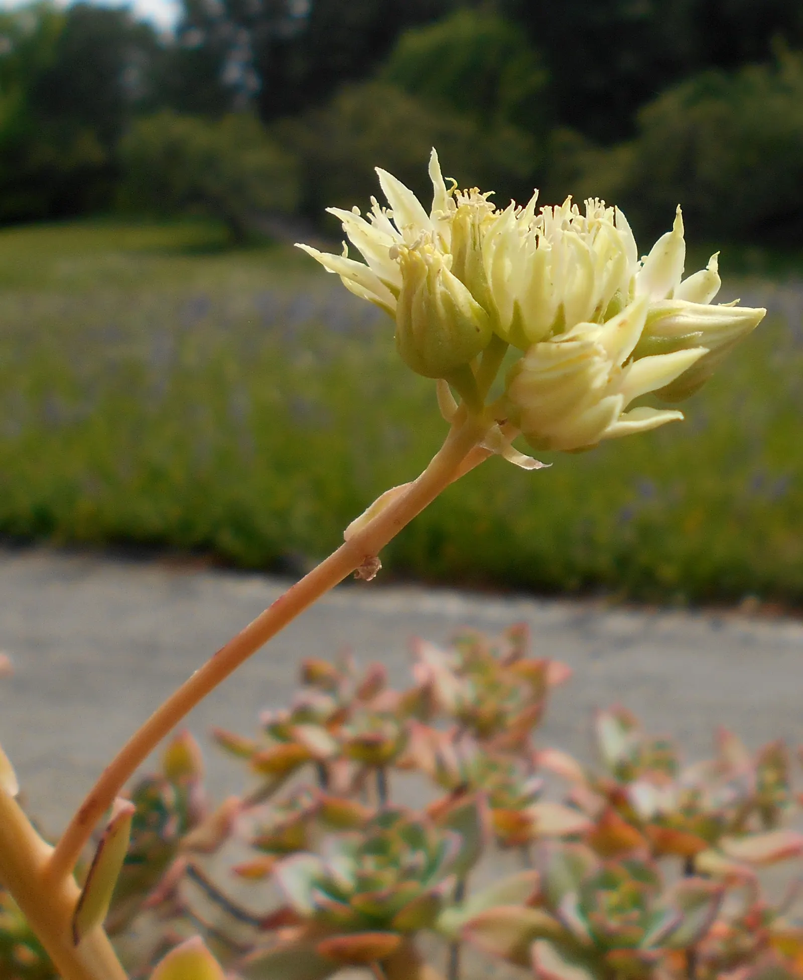 Pinwheel (Aeonium Haworthii) — is a succulent boasting rosettes of spoon-shaped leaves in a unique blue-green hue