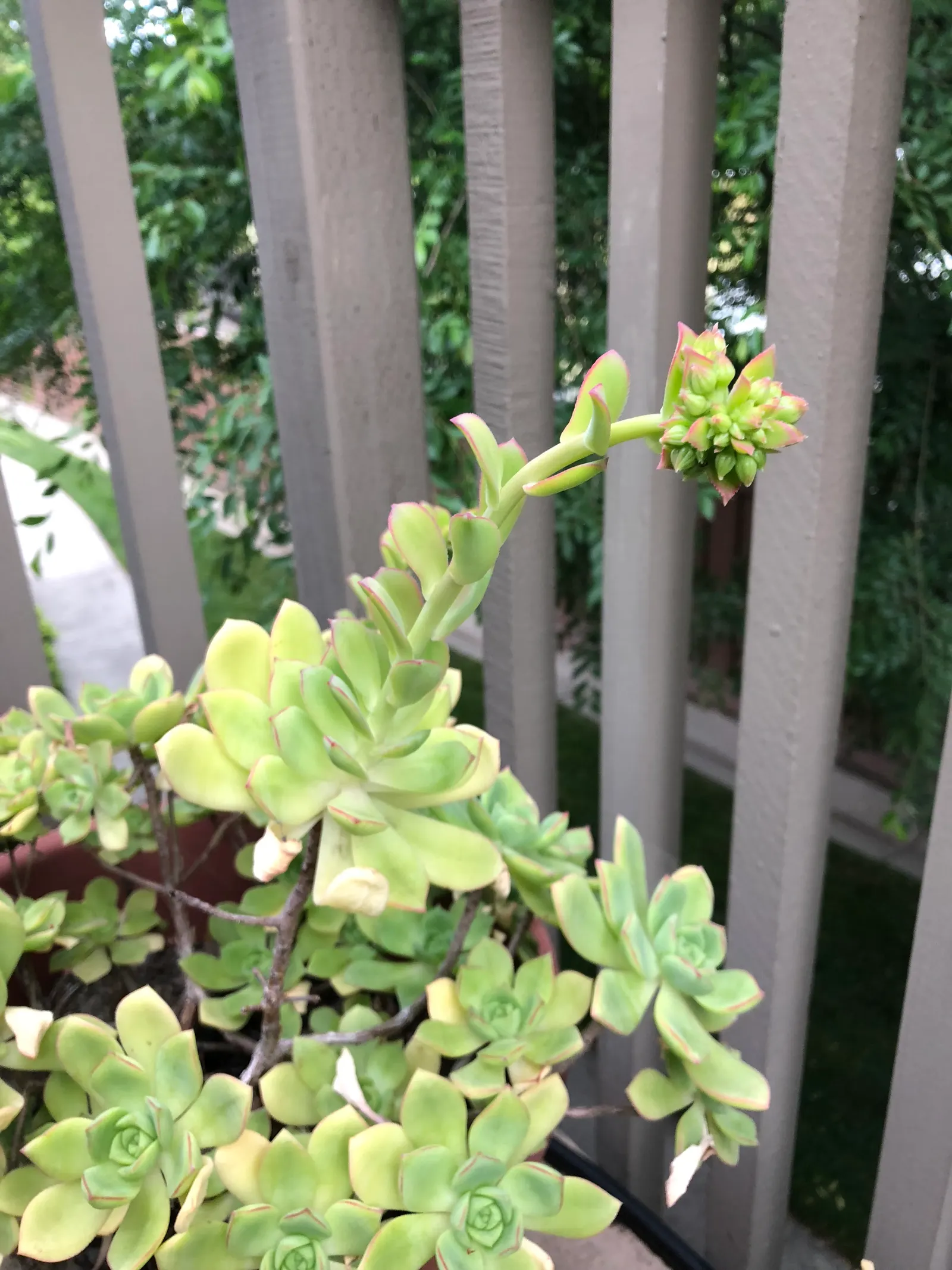 Pinwheel (Aeonium Haworthii) — This drought-tolerant plant spans 6-8 inches in diameter and reaches heights of 12-18 inches; succulent with white, image 41