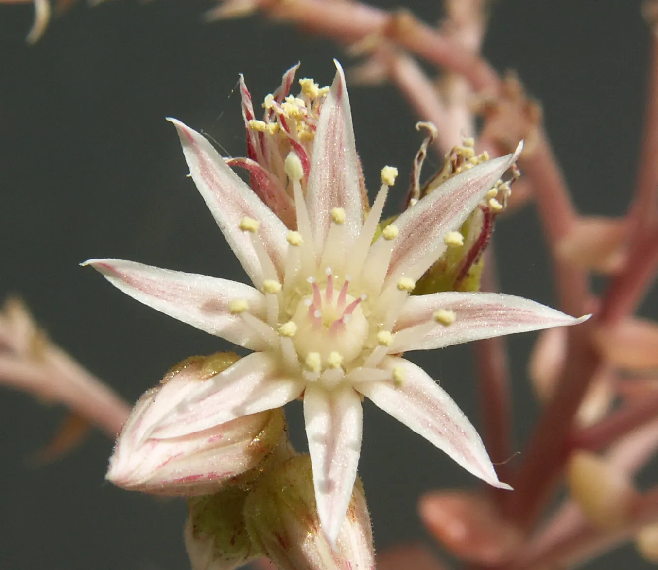 Pinwheel (Aeonium Haworthii) — white flowers in the garden; is a succulent boasting rosettes of spoon-shaped leaves in a unique blue-green hue