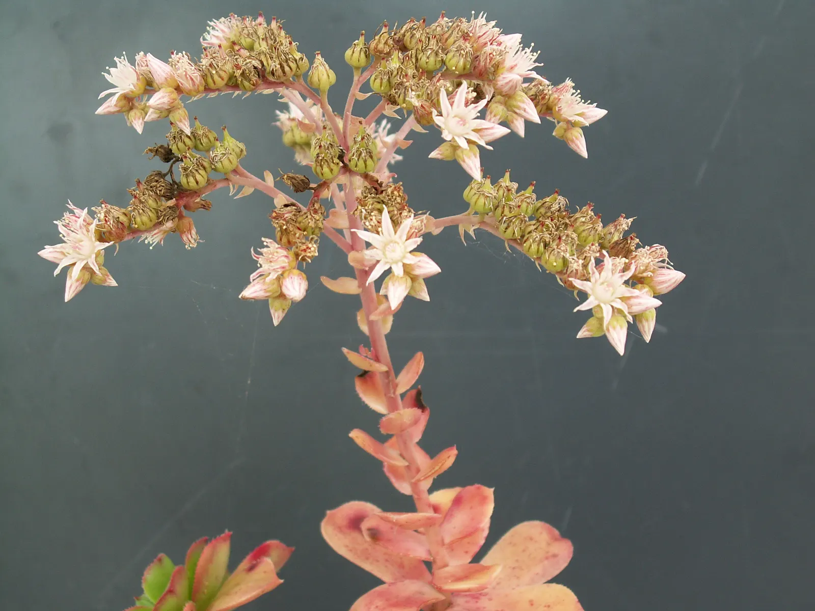Pinwheel (Aeonium Haworthii) — the Aeonium haworthii can be an exquisite centerpiece or complementary backdrop; commonly referred to as the Pinwheel
