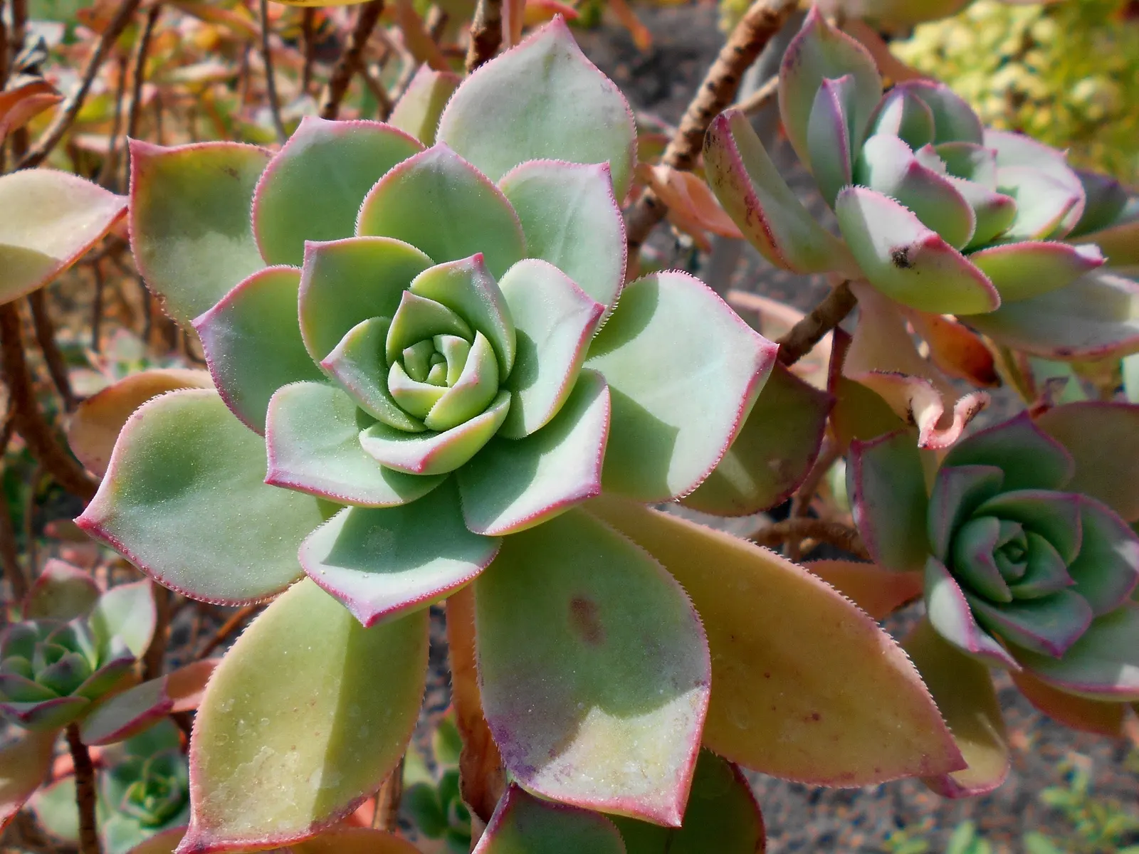 Pinwheel (Aeonium Haworthii) — Its winter blooms add pinkish tones, providing a charming contrast against its verdant foliage; though it is susceptible to