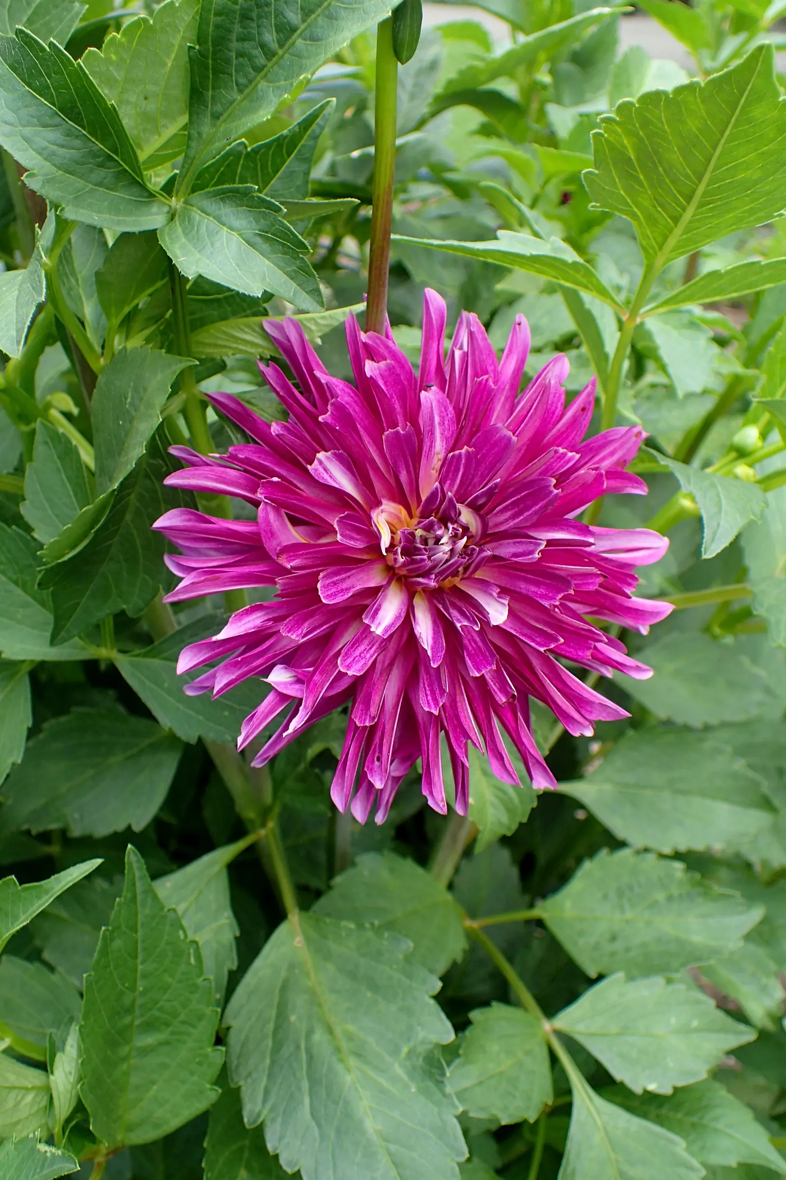 Pinwheel (Aeonium Haworthii) — though it is susceptible to mealybugs and aphids