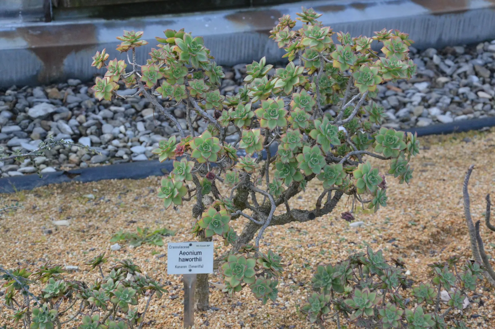 Pinwheel (Aeonium Haworthii) — offering year-round interest with its captivating form and texture; to encourage vigor, incorporate a balanced, slow-release