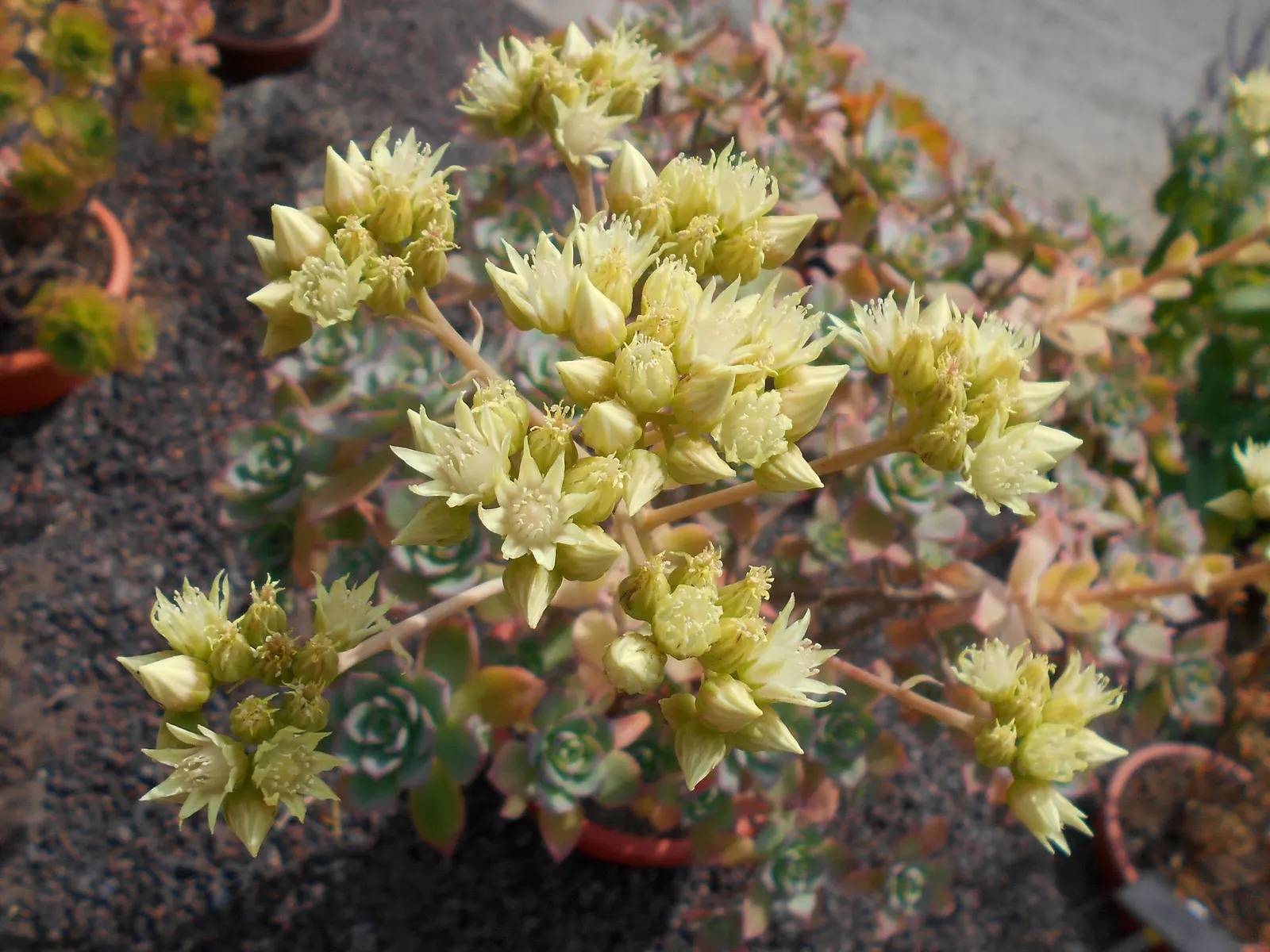 Pinwheel (Aeonium Haworthii) — commonly referred to as the Pinwheel; native to the Canary Islands