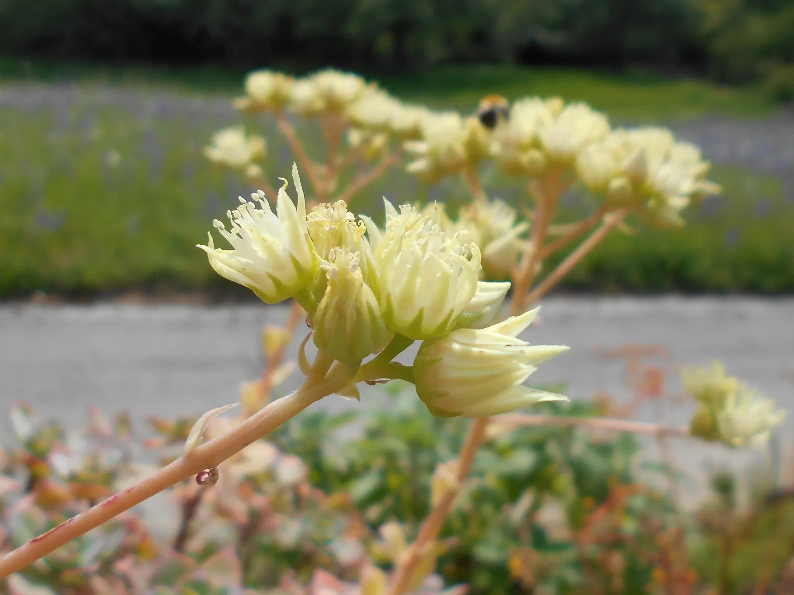 Pinwheel (Aeonium Haworthii) — succulent with white blooms