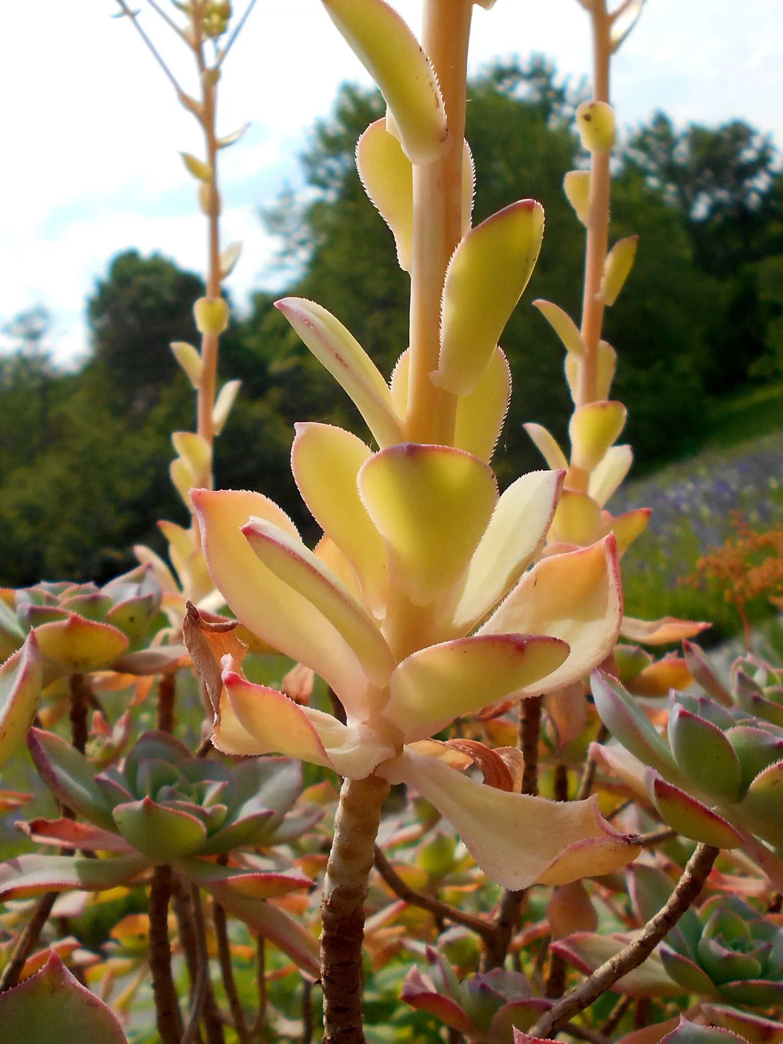 Pinwheel (Aeonium Haworthii) — is a succulent boasting rosettes of spoon-shaped leaves in a unique blue-green hue; it thrives in full sun to partial shade