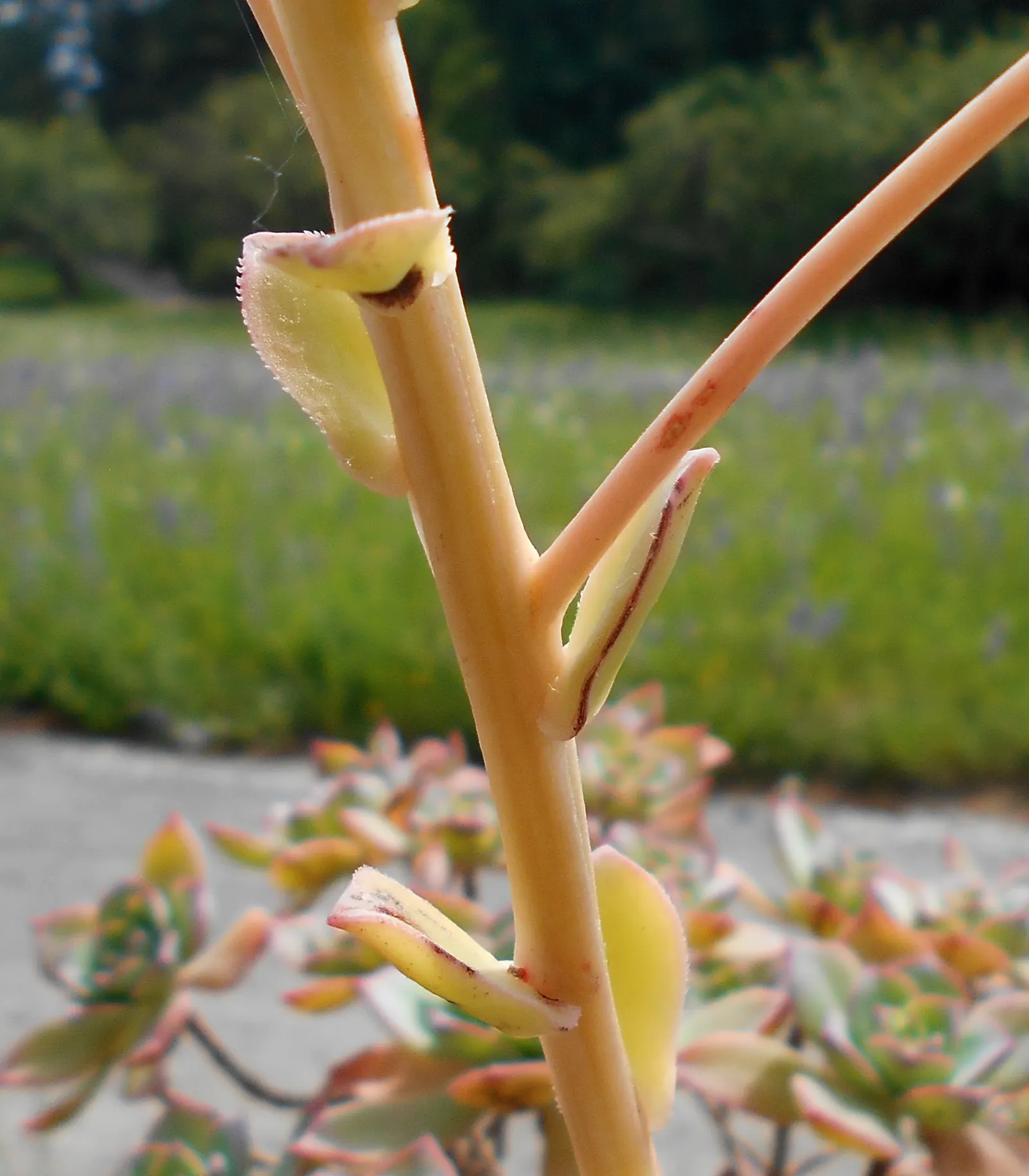 Pinwheel (Aeonium Haworthii) — white flowers in the garden