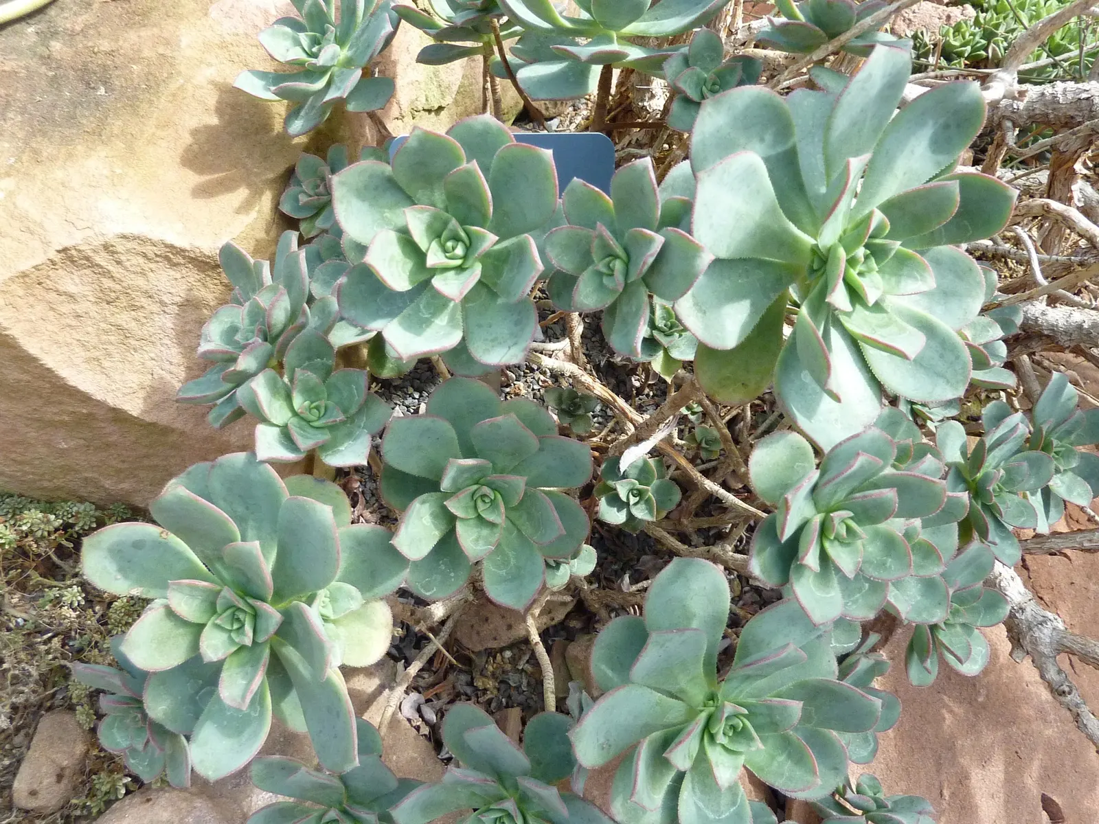 Pinwheel (Aeonium Haworthii) — Each rosette is composed of fleshy, spoon-shaped leaves that boast a delicate texture