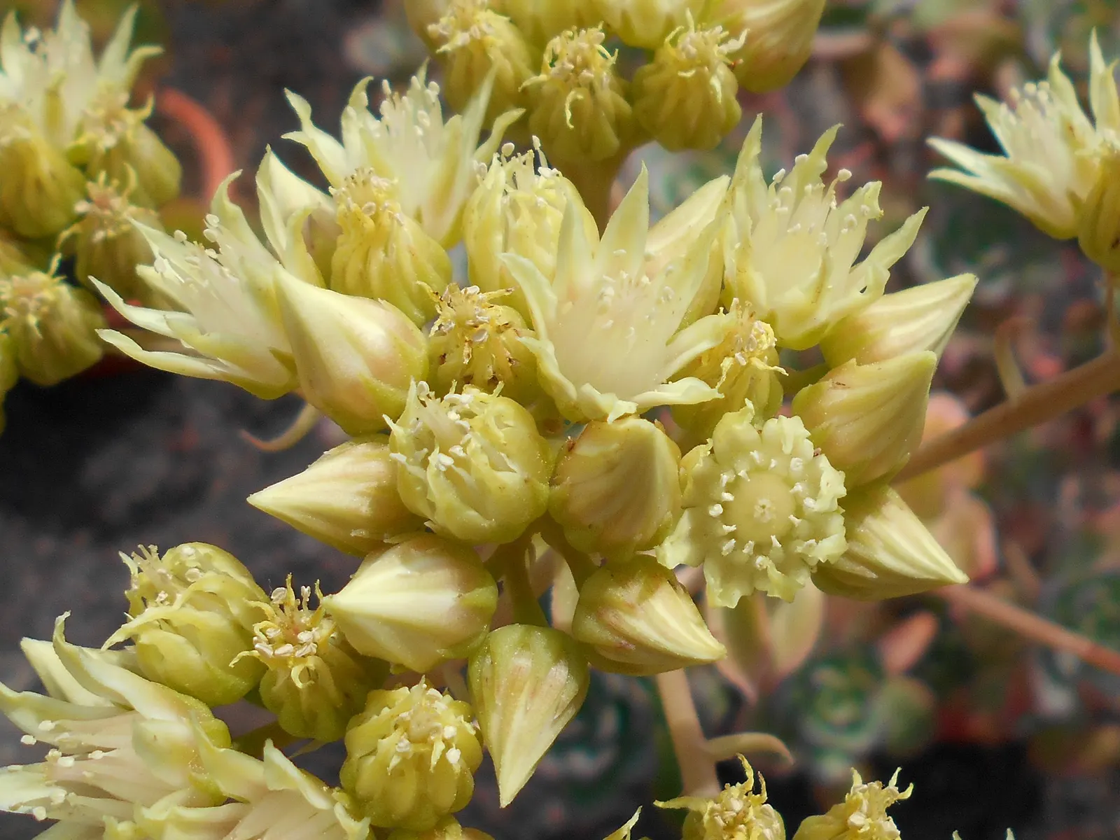 Pinwheel (Aeonium Haworthii) — commonly known as the Pinwheel; perfect for USDA zones 9-11, it thrives in full sun to partial shade
