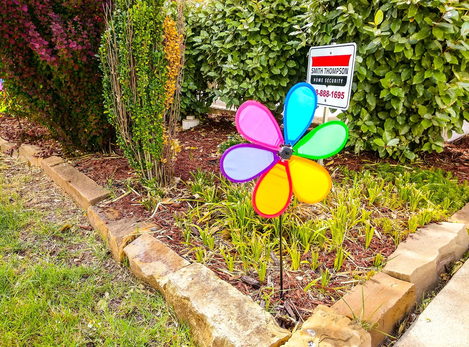 Pinwheel (Aeonium Haworthii) — plant your Pinwheel in well-draining soil to avoid root rot