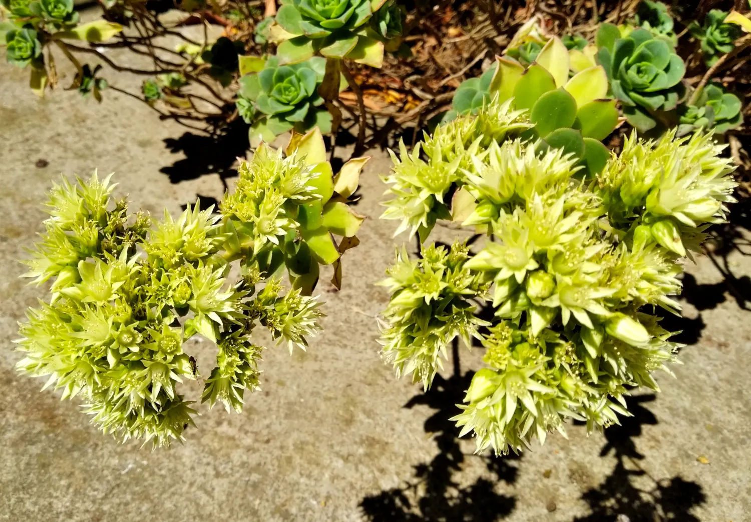 Pinwheel (Aeonium Haworthii) — is a succulent boasting rosettes of spoon-shaped leaves in a unique blue-green hue; it thrives in full sun to, image 40