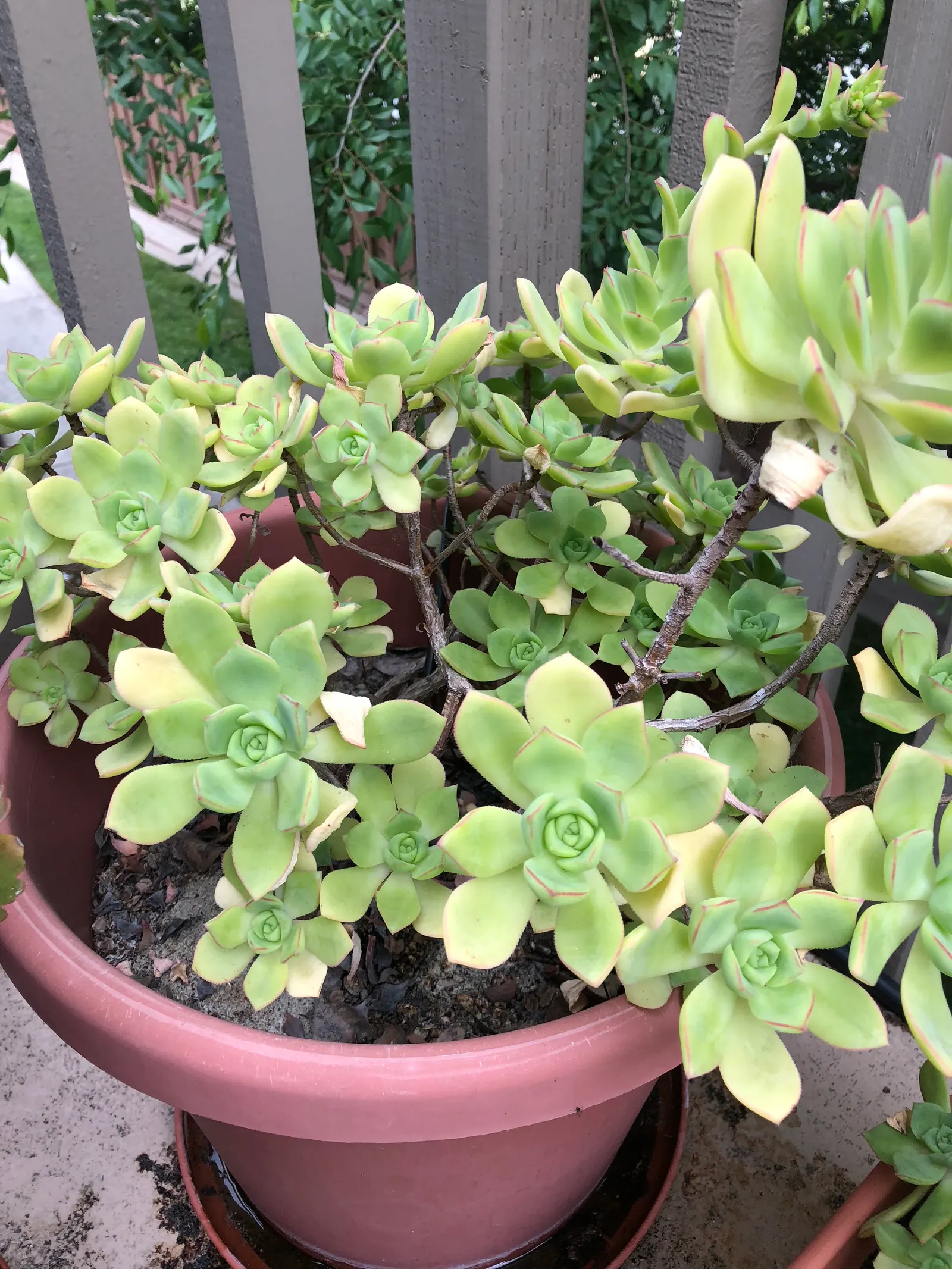 Pinwheel (Aeonium Haworthii) — succulent for full or half; offering year-round interest with its captivating form and texture