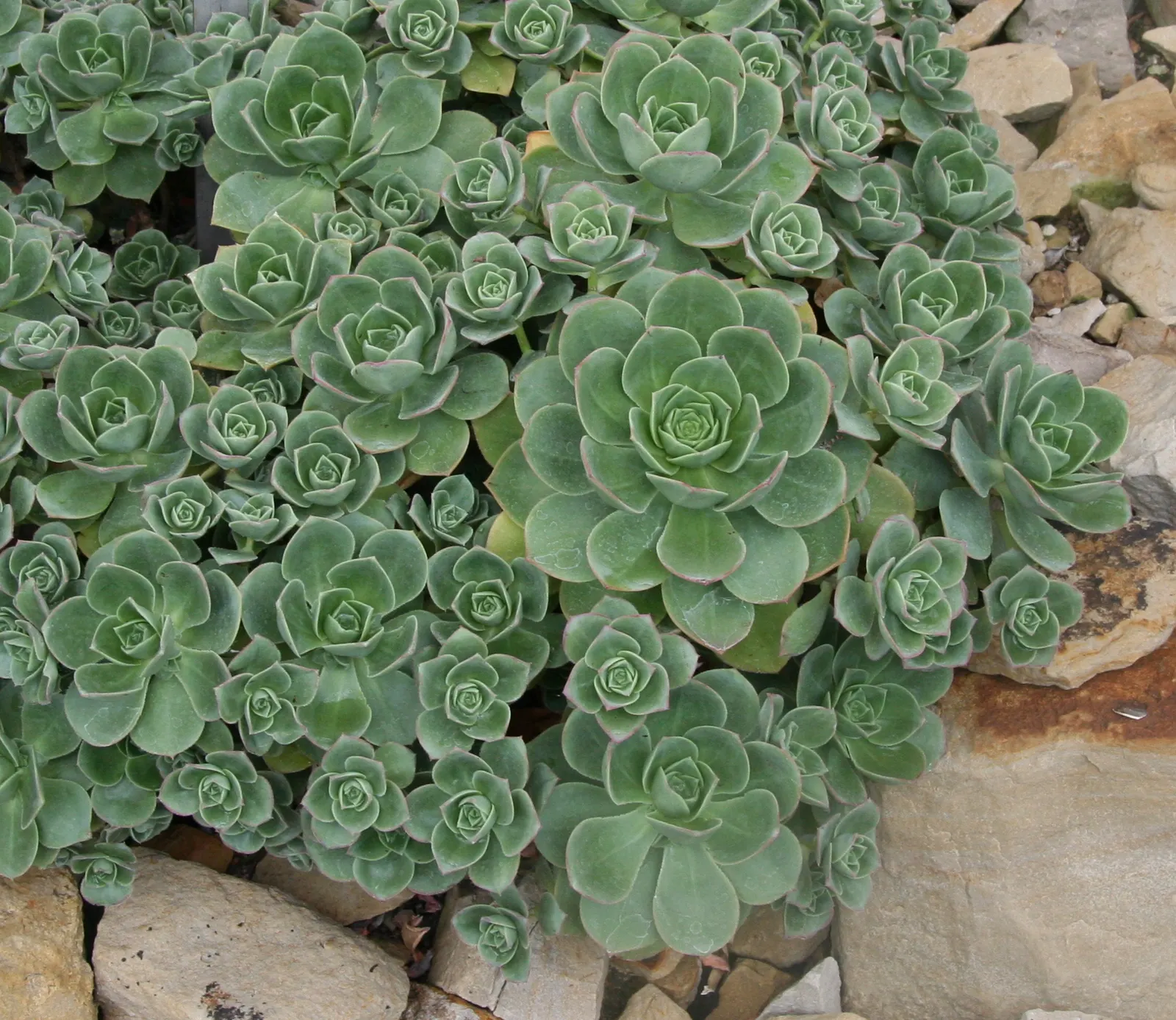 Pinwheel (Aeonium Haworthii) — Ideal for rock gardens and Mediterranean landscapes; commonly known as the Pinwheel