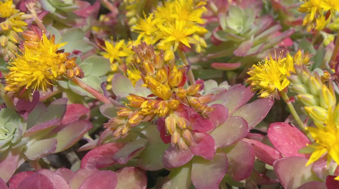 Pinwheel (Aeonium Haworthii) — This drought-tolerant plant spans 6-8 inches in diameter and reaches heights of 12-18 inches; succulent with white blooms