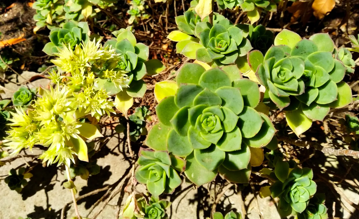 Pinwheel (Aeonium Haworthii) — commonly known as the Pinwheel; perfect for USDA zones 9-11, it thrives in full sun to partial shade, image 39