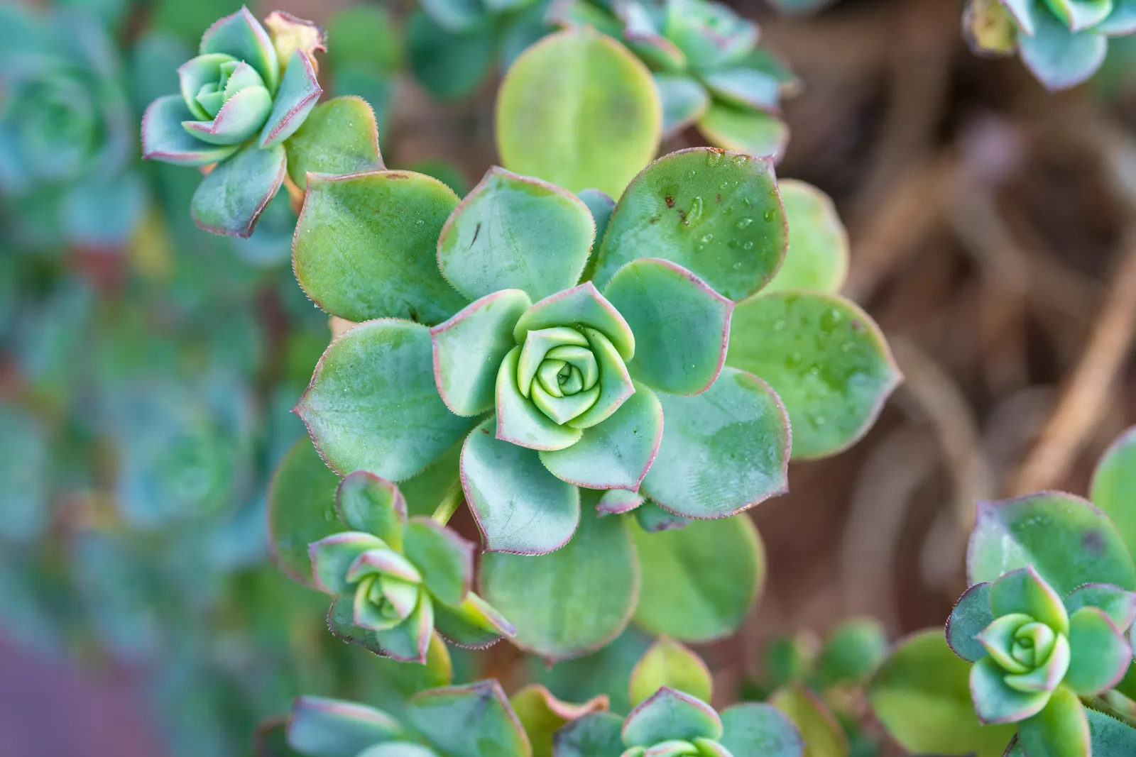 Pinwheel (Aeonium Haworthii) — commonly referred to as the Pinwheel