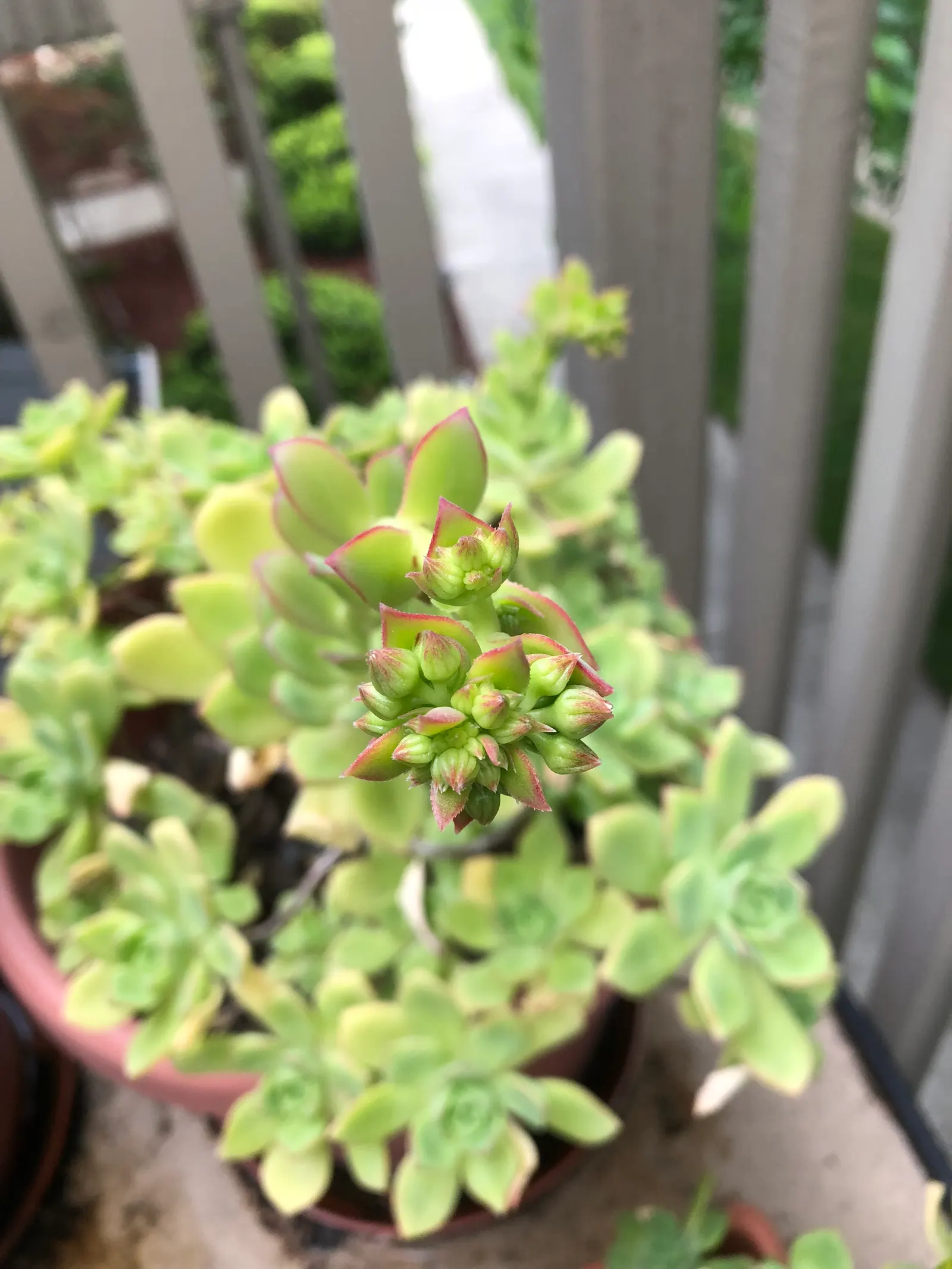 Pinwheel (Aeonium Haworthii) — This drought-tolerant plant spans 6-8 inches in diameter and reaches heights of 12-18 inches