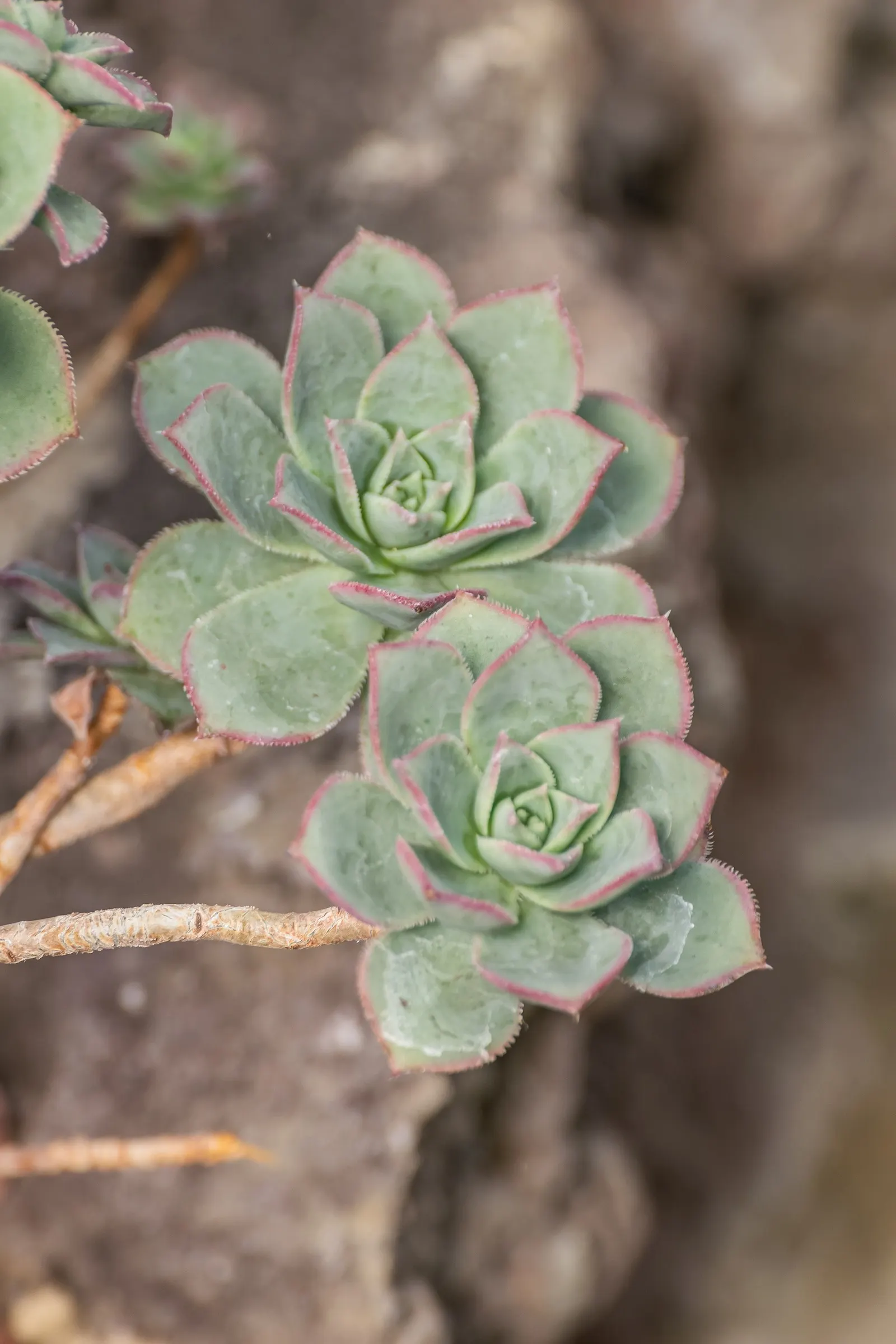 Pinwheel (Aeonium Haworthii) — plant your Pinwheel in well-draining soil to avoid root rot; its winter blooms add pinkish tones, providing a charming contrast