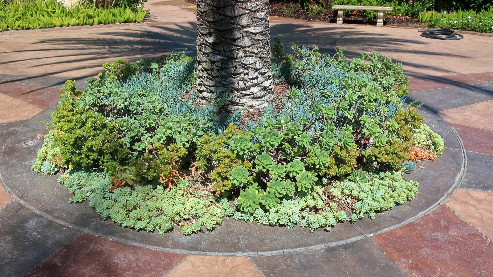 Pinwheel (Aeonium Haworthii) — though it is susceptible to mealybugs and aphids; plant your Pinwheel in well-draining soil to avoid root rot