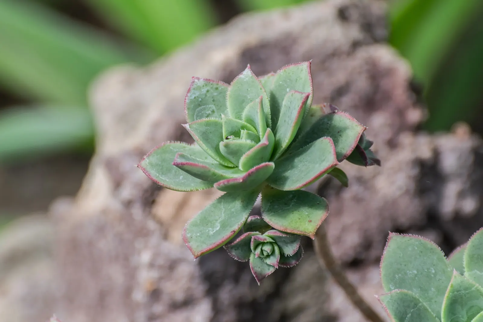 Pinwheel (Aeonium Haworthii) — To encourage vigor, incorporate a balanced, slow-release fertilizer in the spring; succulent for full or half