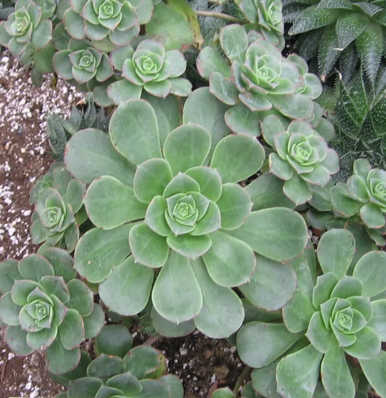 Pinwheel (Aeonium Haworthii) — The leaves are characterized by their bluish-green hue with pink-tinged edges, image 29