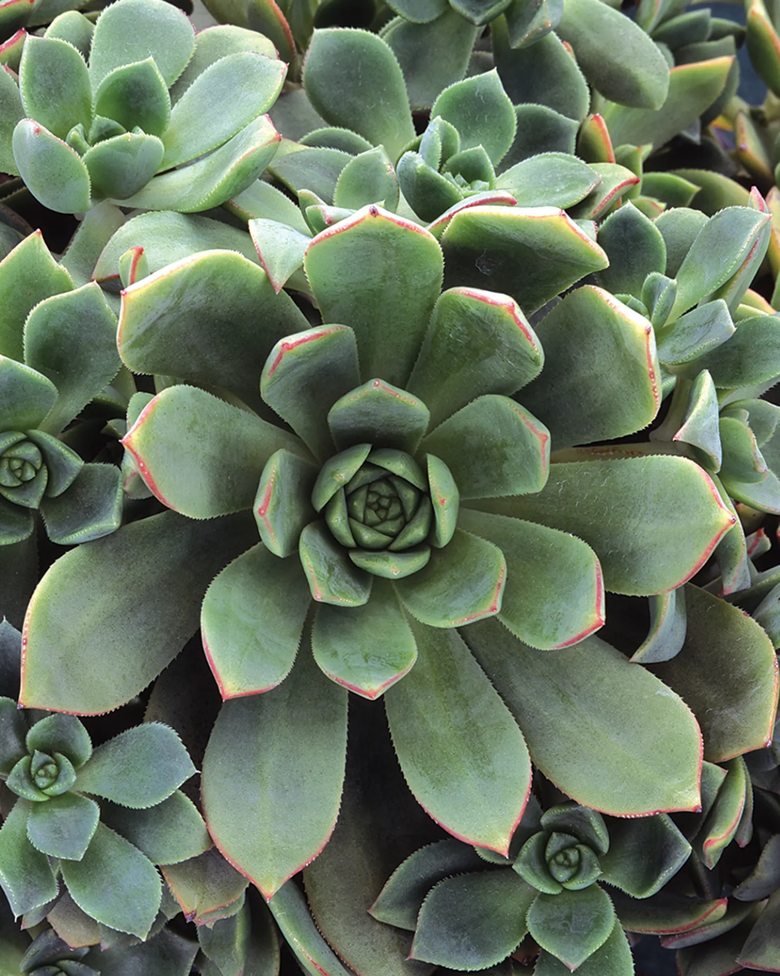 Pinwheel (Aeonium Haworthii) — commonly known as the Pinwheel