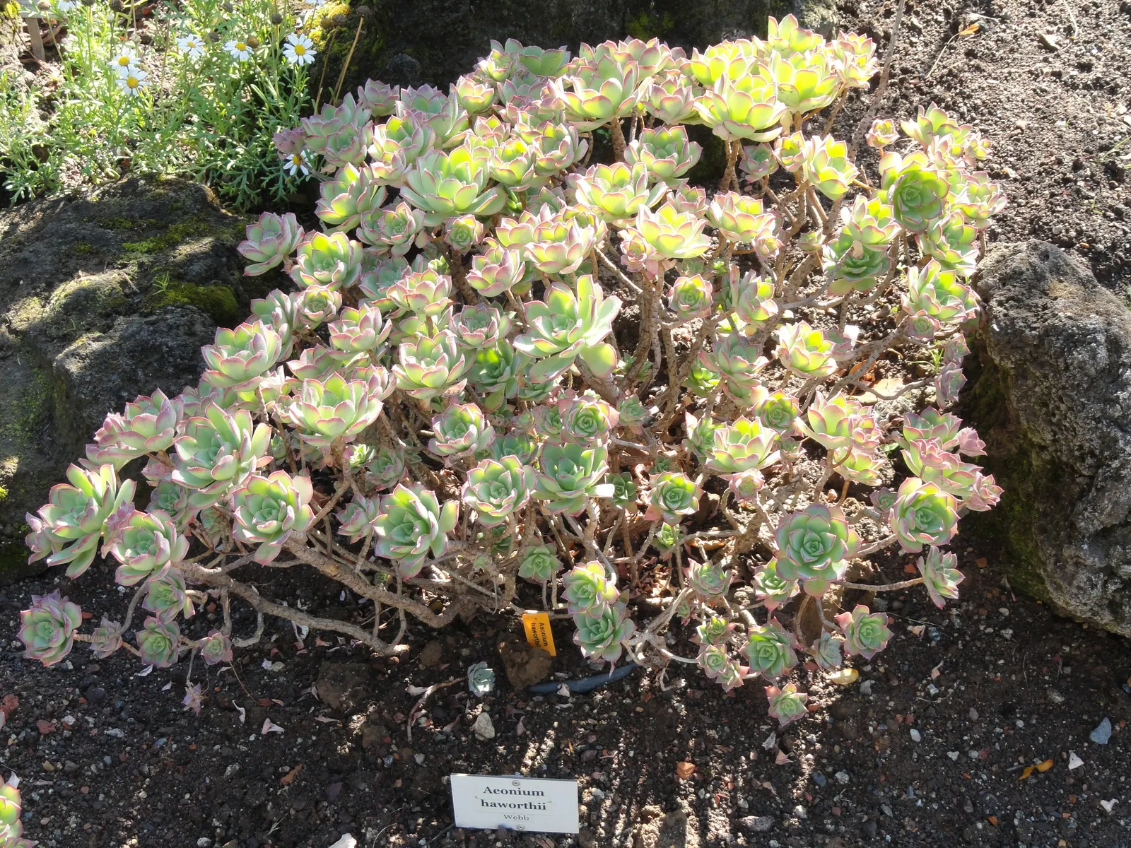 Pinwheel (Aeonium Haworthii) — Each rosette is composed of fleshy, spoon-shaped leaves that boast a delicate texture; this drought-tolerant plant spans 6-8