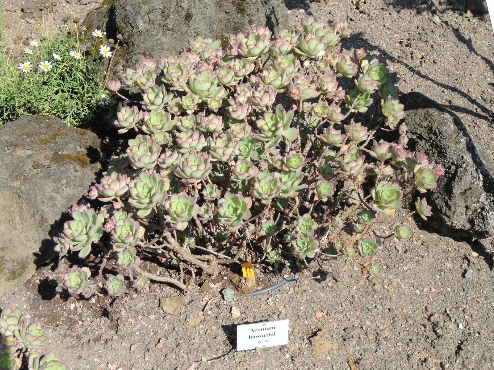 Pinwheel (Aeonium Haworthii) — Native to the Canary Islands; the Aeonium haworthii can be an exquisite centerpiece or complementary backdrop