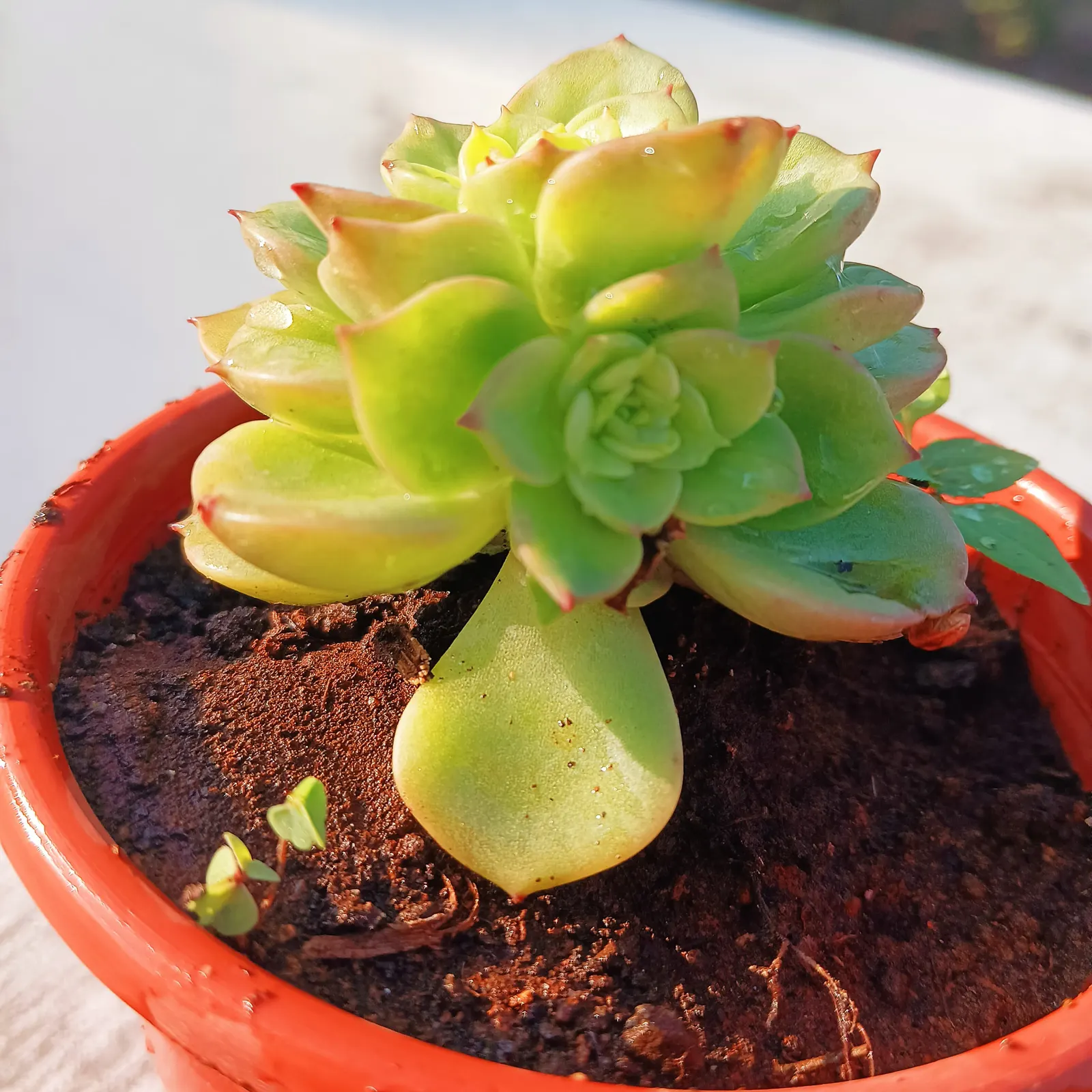 Pinwheel (Aeonium Haworthii) — It thrives in full sun to partial shade, requiring between 6 to 8 hours of sunlight daily; white flowers in the garden