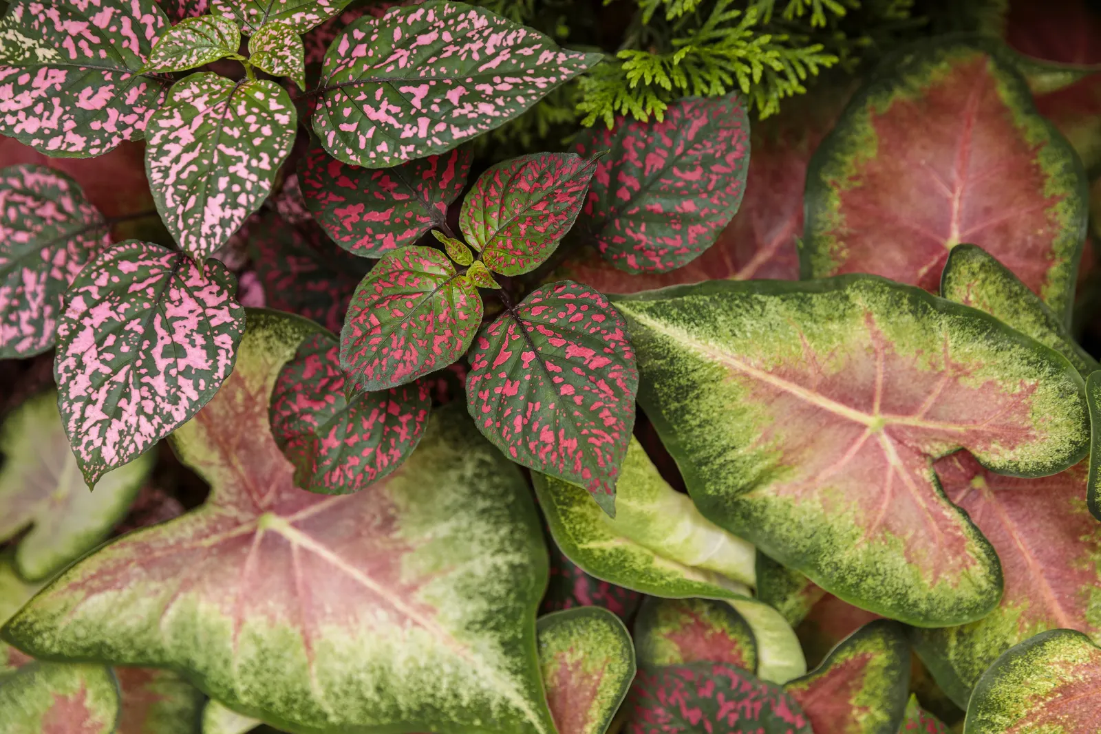 Rose Polka Dot Plant (Hypoestes phyllostachya) — or pair it with caladiums; but is most often enjoyed as an annual accent in seasonal designs