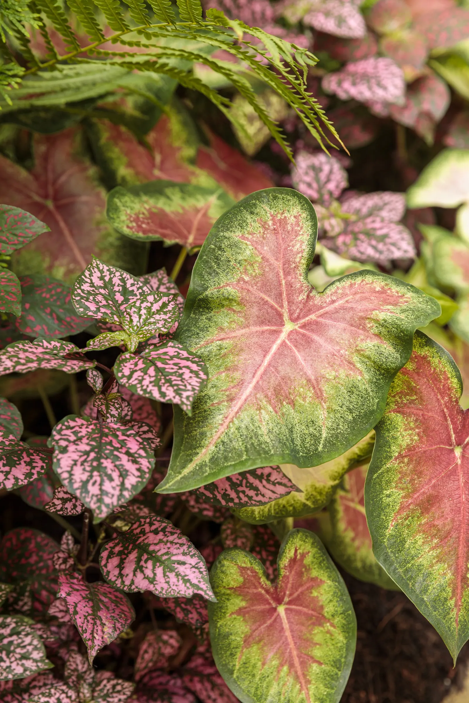 Rose Polka Dot Plant (Hypoestes phyllostachya) — commonly referred to as Rose Polka Dot Plant; where its rosy variegation stays clear and its foliage avoids
