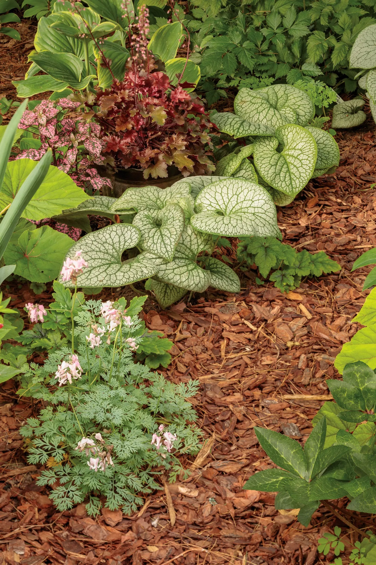 Rose Polka Dot Plant (Hypoestes phyllostachya) — where its rosy variegation stays clear and its foliage avoids the stress of harsh afternoon sun; requiring no