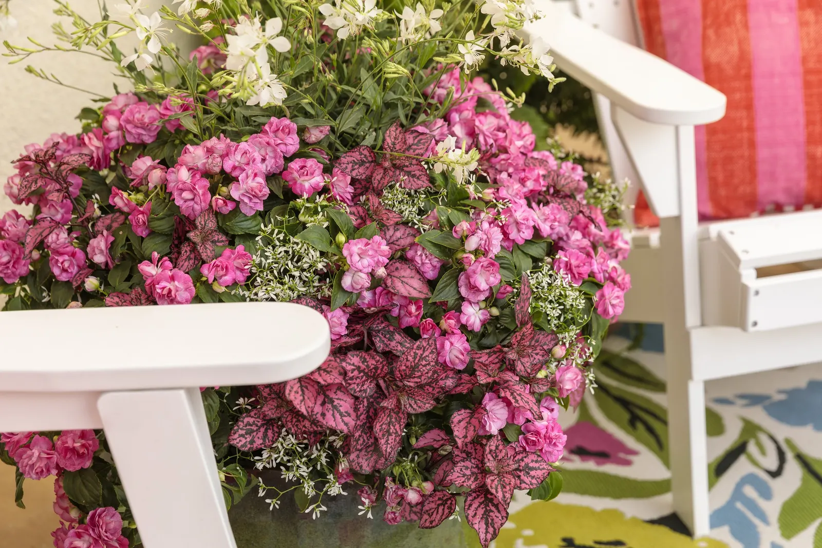 Diamond Frost® Euphorbia — with a rounded habit that can gently billow or cascade at the edges of containers; the Euphorbia 'Diamond Frost', image 227