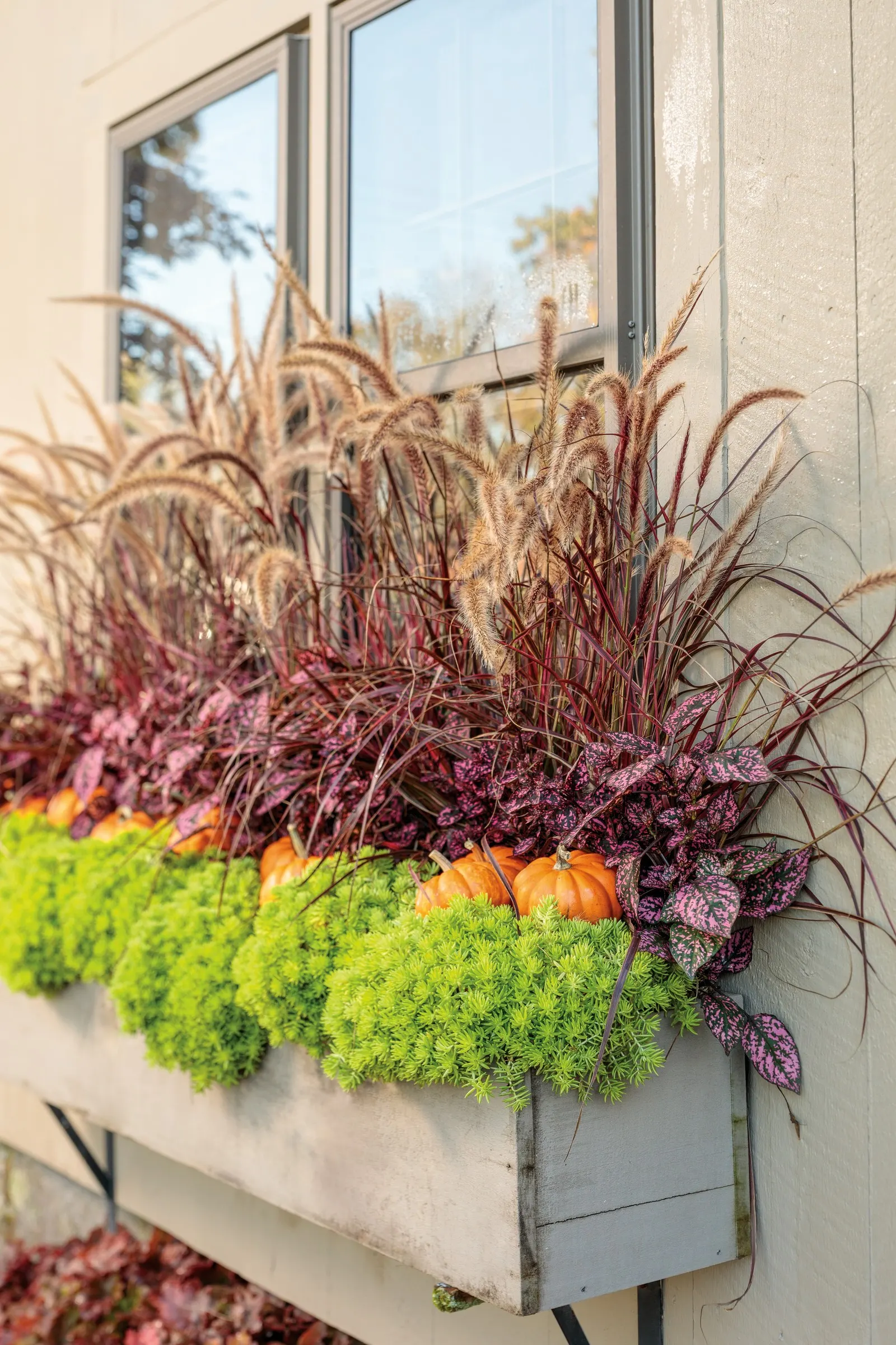 Purple Fountain Grass (Pennisetum setaceum 'Rubrum') — It should not be expected to live through the winter and begin growing again in the spring, image 75