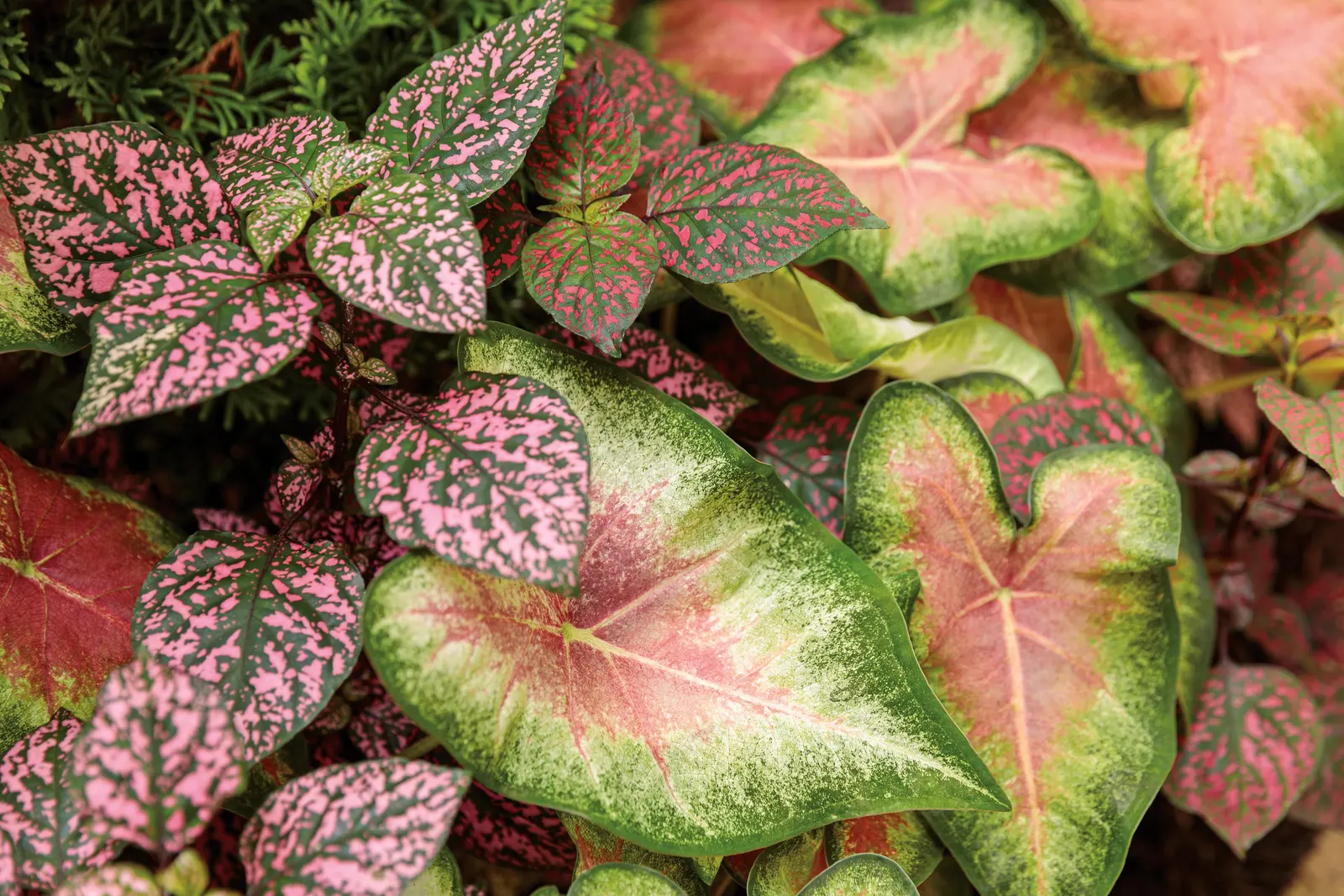 Rose Glow Sun or Shade Caladium (Caladium hortulanum) — The Caladium hortulanum is a tropical foliage annual with heart-shaped leaves marked in hot pink