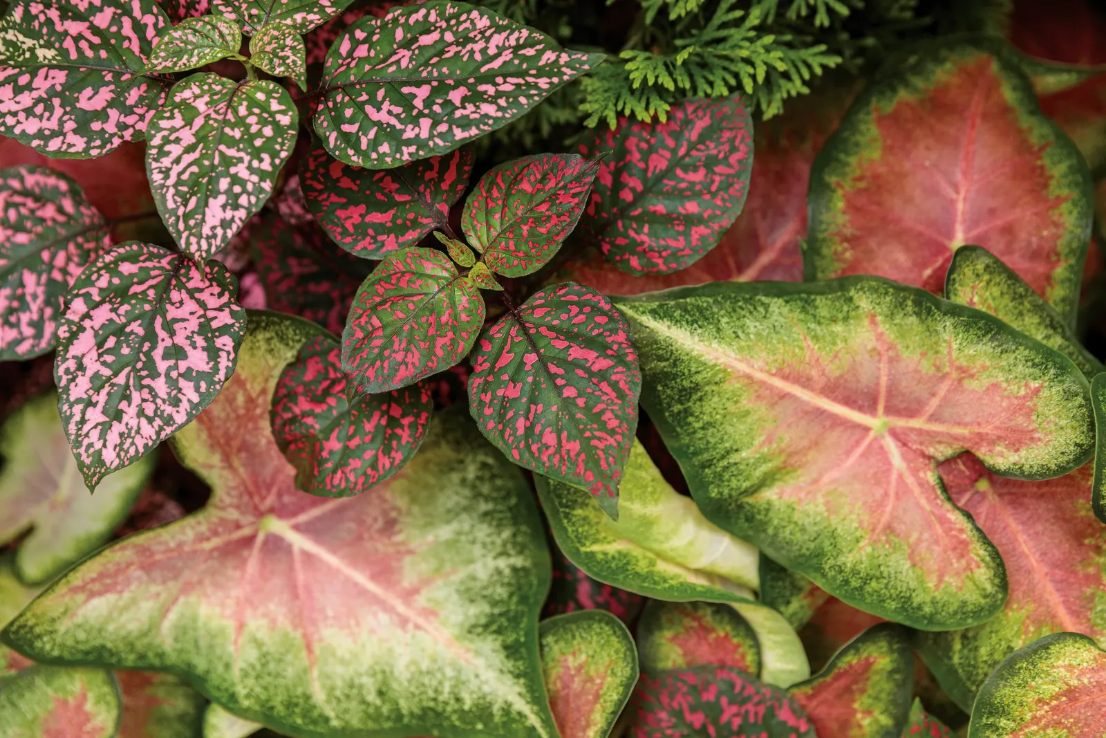 Rose Polka Dot Plant (Hypoestes phyllostachya) — especially in containers and window boxes where soil can dry more quickly; its softly pointed green leaves are