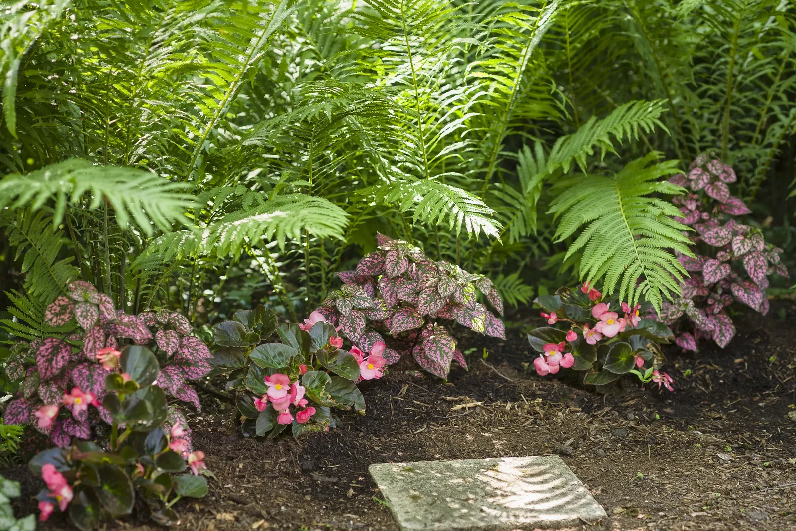 Rose Polka Dot Plant (Hypoestes phyllostachya) — commonly referred to as Rose Polka Dot Plant; where its rosy variegation stays clear and its, image 61