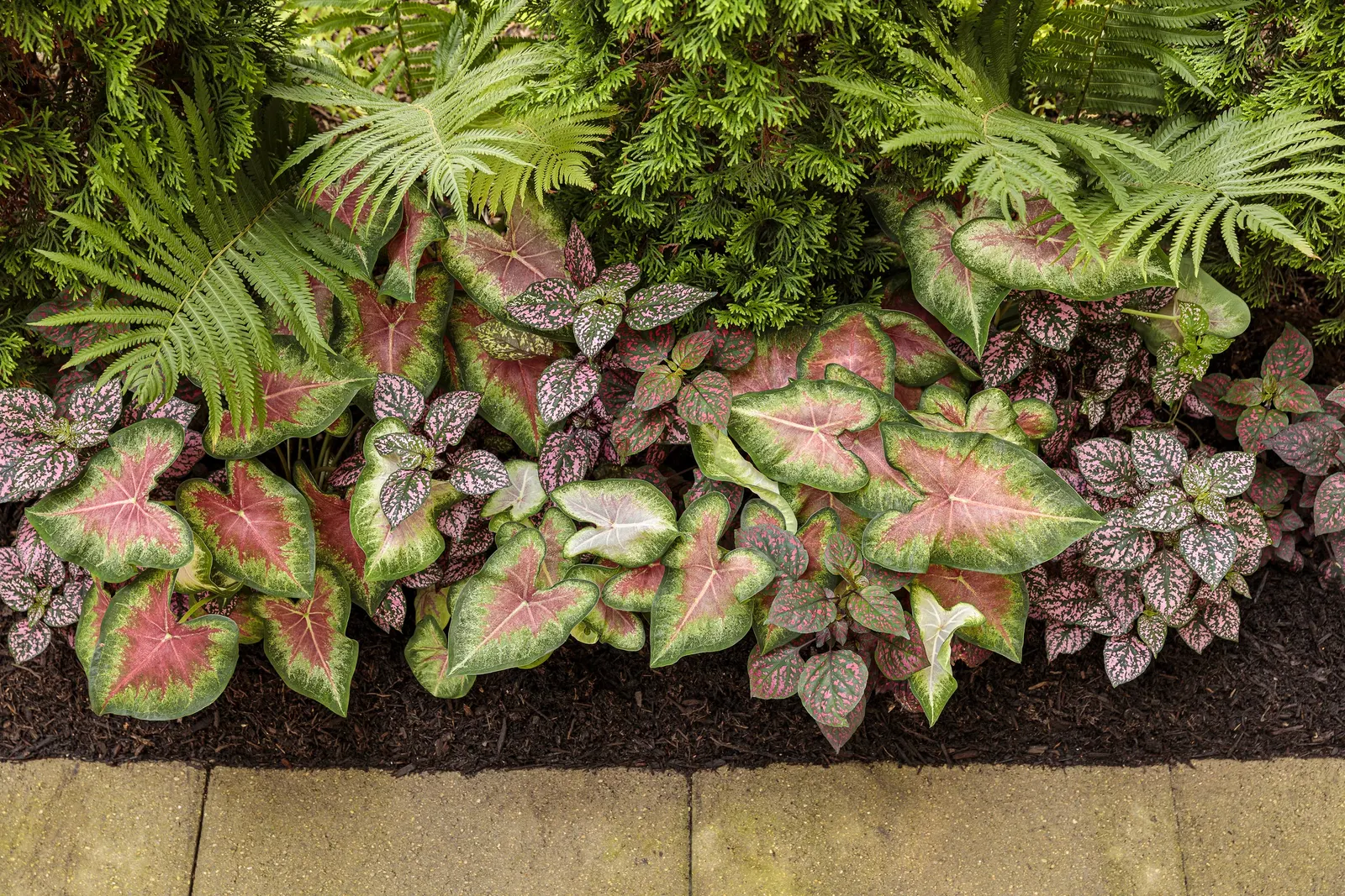 Rose Glow Sun or Shade Caladium (Caladium hortulanum) — white main veins become more pronounced