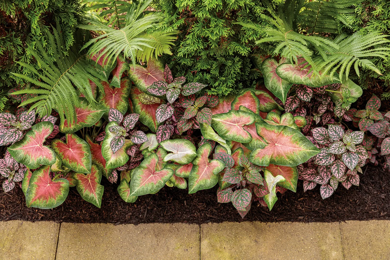 Rose Polka Dot Plant (Hypoestes phyllostachya) — It is hardy in USDA Zones 10a to 11b; especially in containers and window boxes where soil can dry more quickly