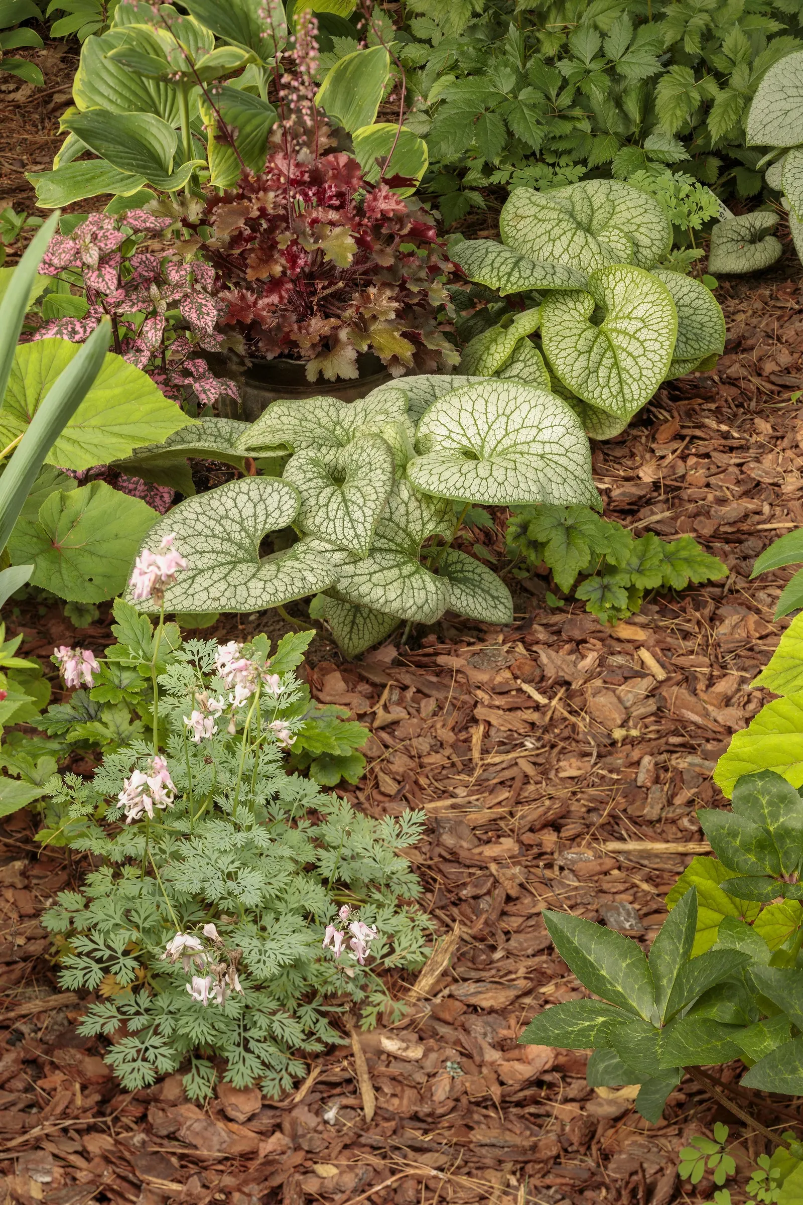 'Pink Diamonds' Fern-leaved Bleeding Heart (Dicentra hybrid) — Best in part sun to sun with average, well-drained soil and moderate moisture, it dislikes heavy