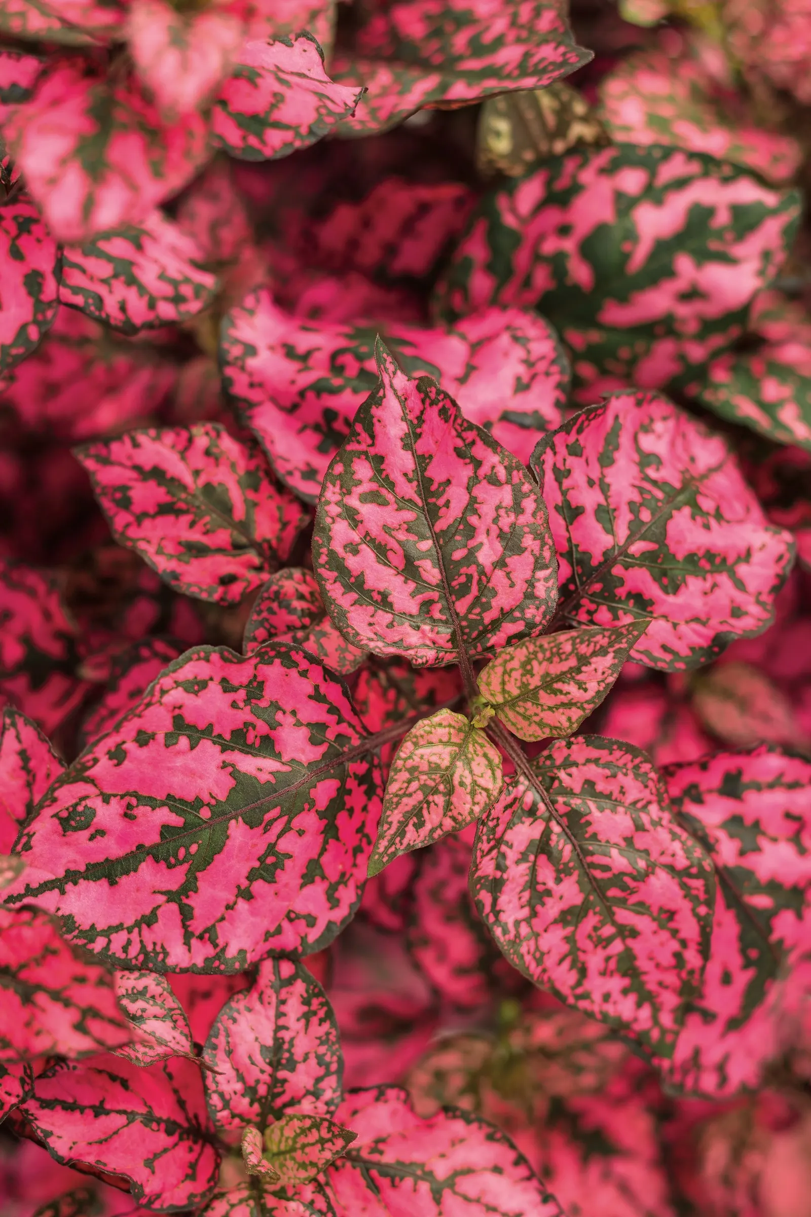 Rose Polka Dot Plant (Hypoestes phyllostachya) — or pair it with caladiums; but is most often enjoyed as an annual accent in seasonal designs, image 80