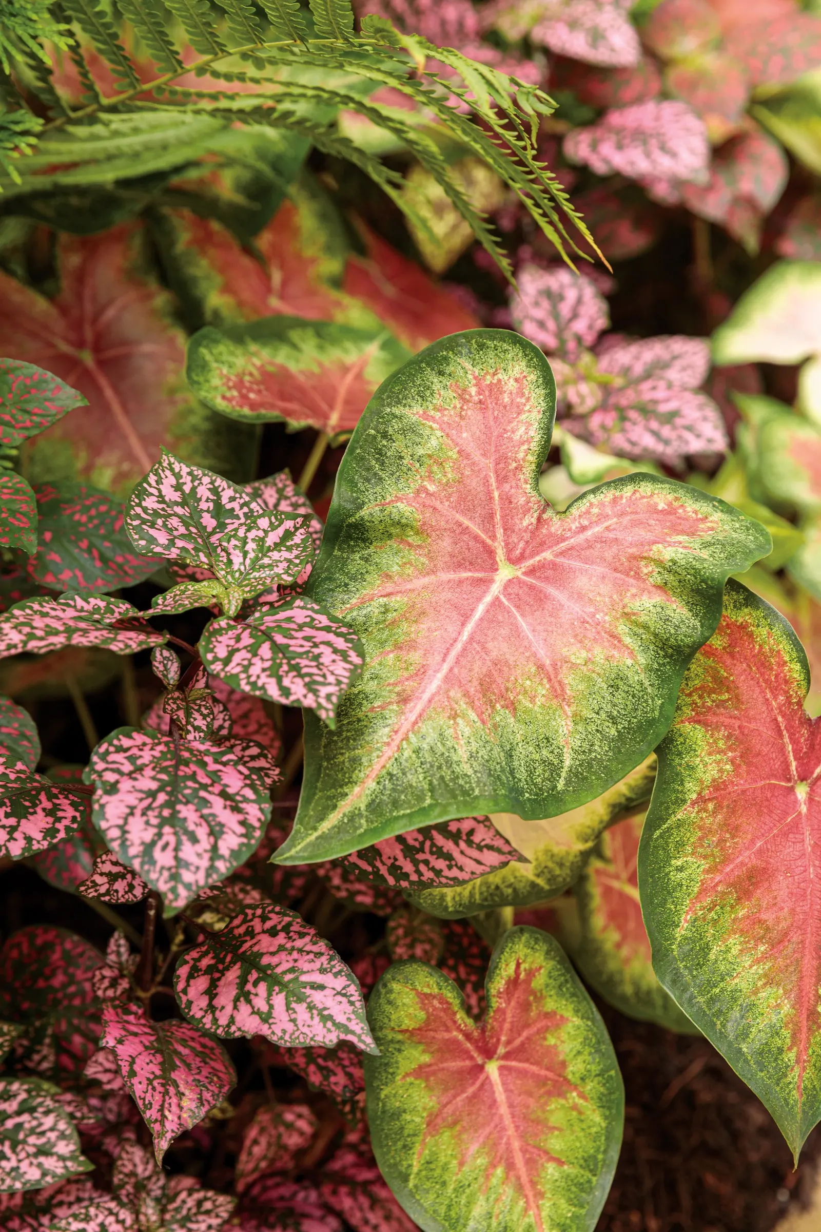 Rose Glow Sun or Shade Caladium (Caladium hortulanum) — valued for color that feels both tropical and refined